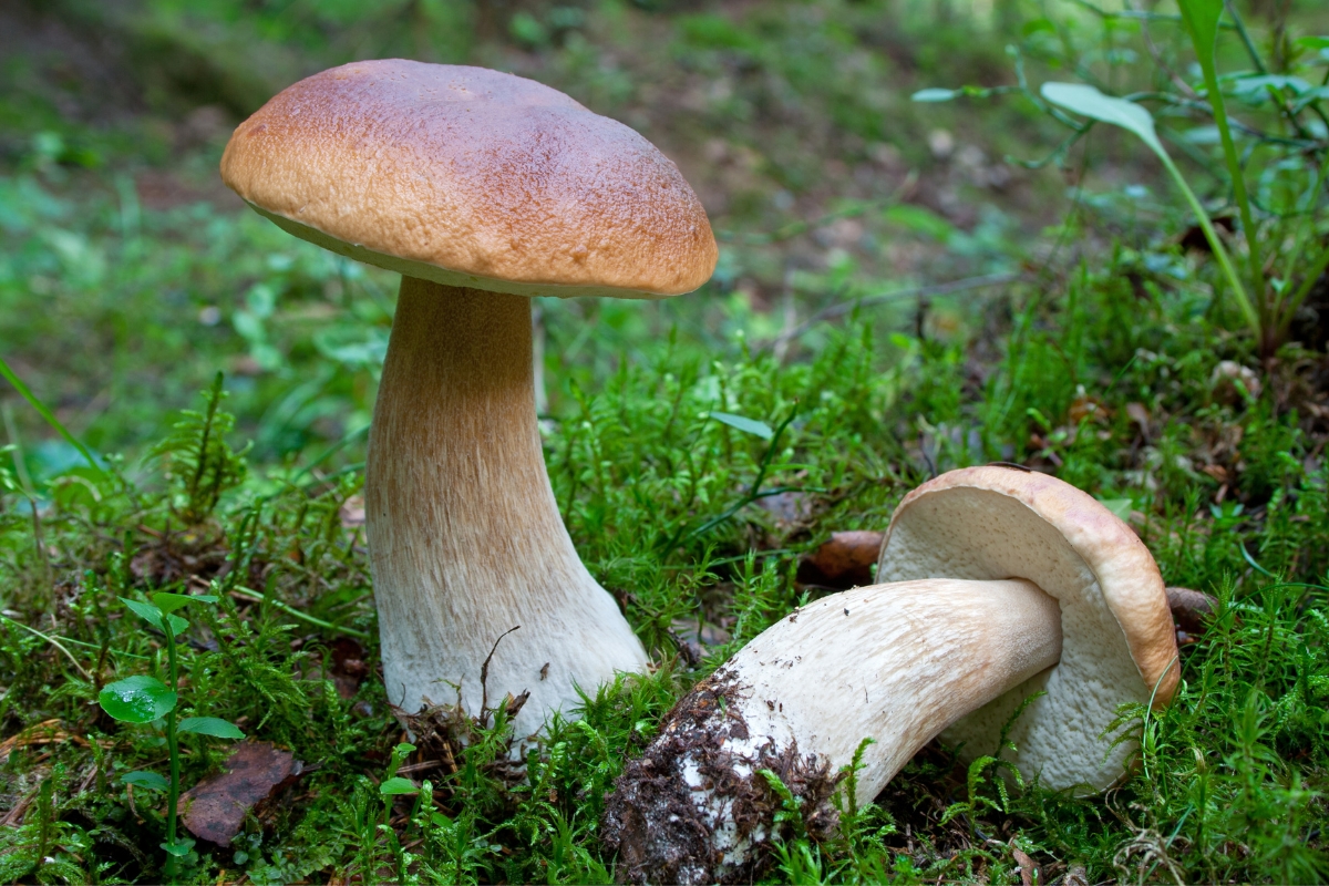 Bolete Mushroom Edible: Benefits, Risks & Recipes