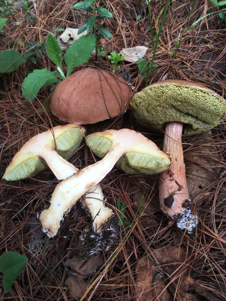 Bolete Mushroom Identification Pictures: Quick Guide