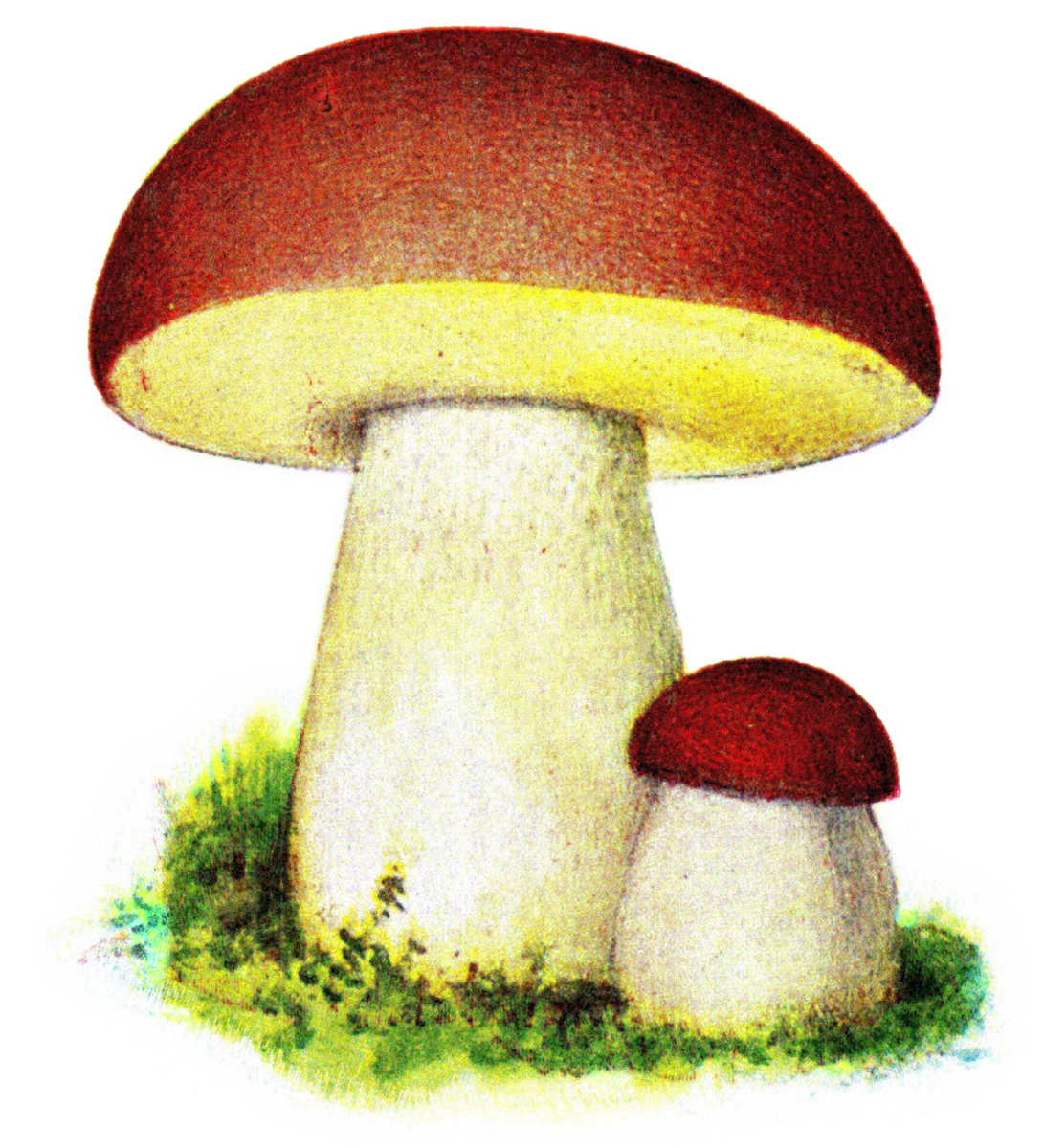 Bolete Mushroom Pronunciation: Say It Right Every Time