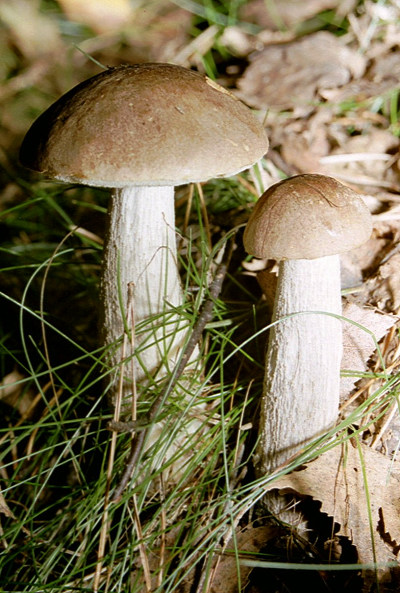 Leccinum scabrum edible: Quick Guide to Safe Foraging