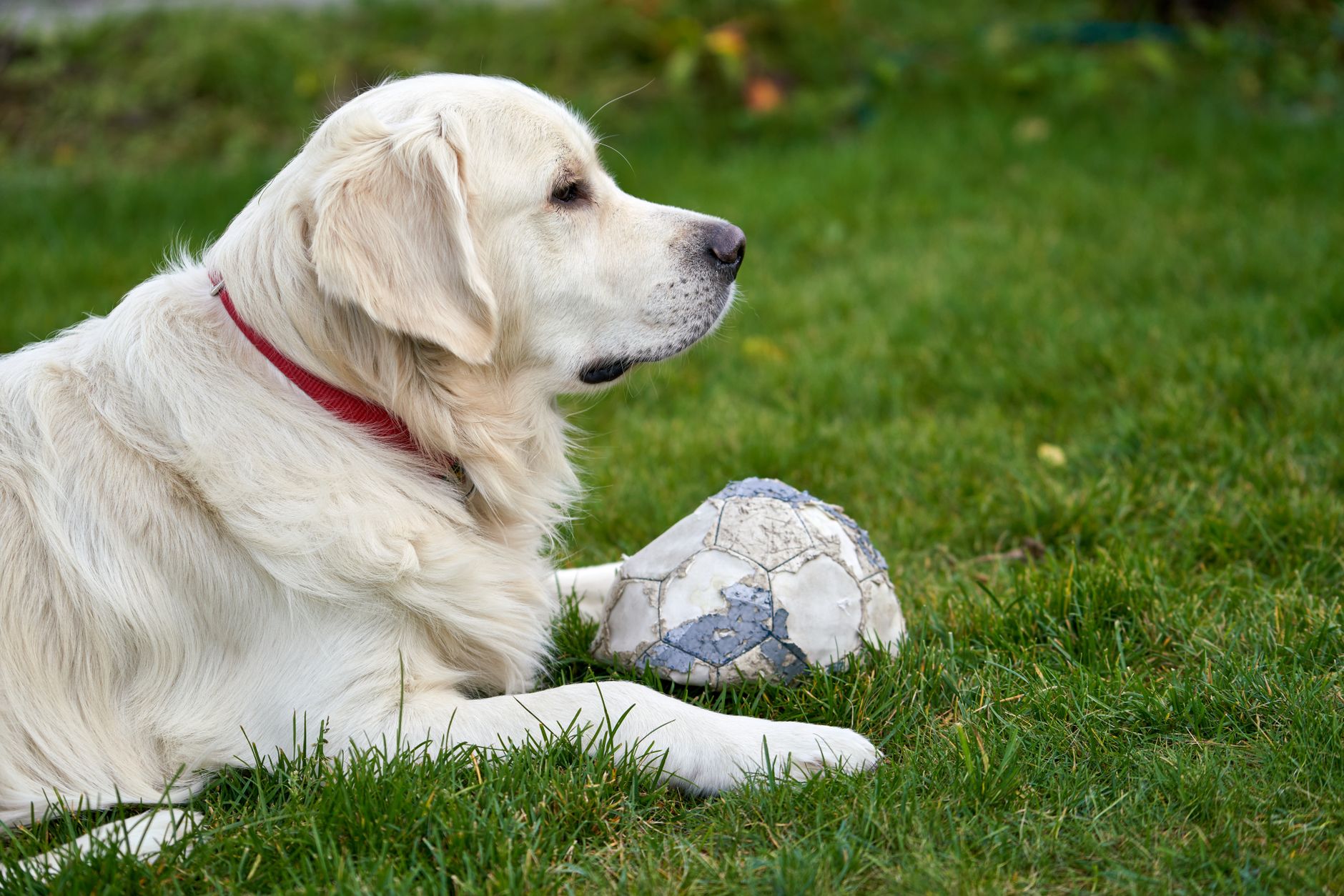 Best Dog Food Weight Loss: Top 8 Vet-Approved Picks for 2025