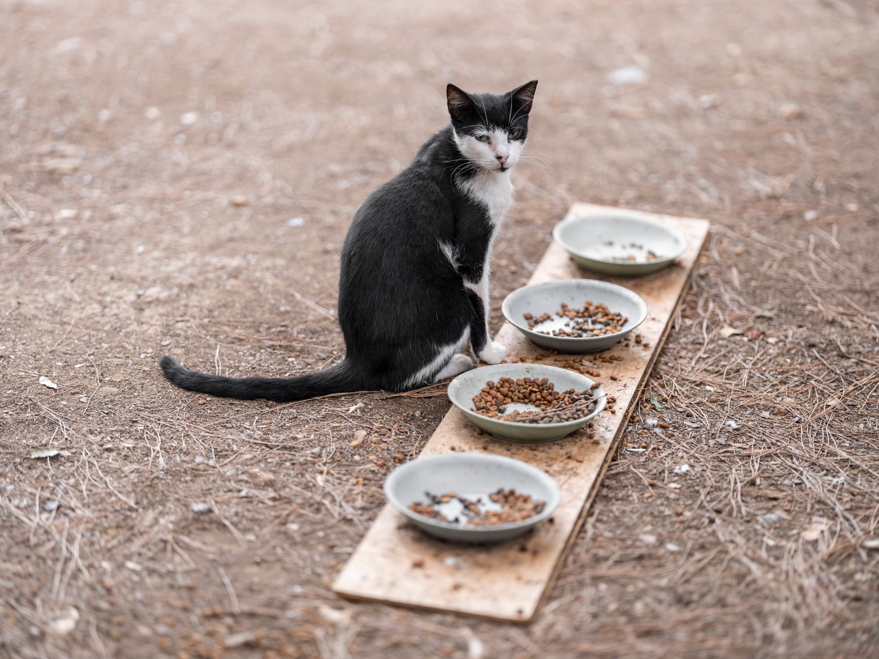 Cat Food Weight Loss: How to Help Your Cat Shed Pounds Safely