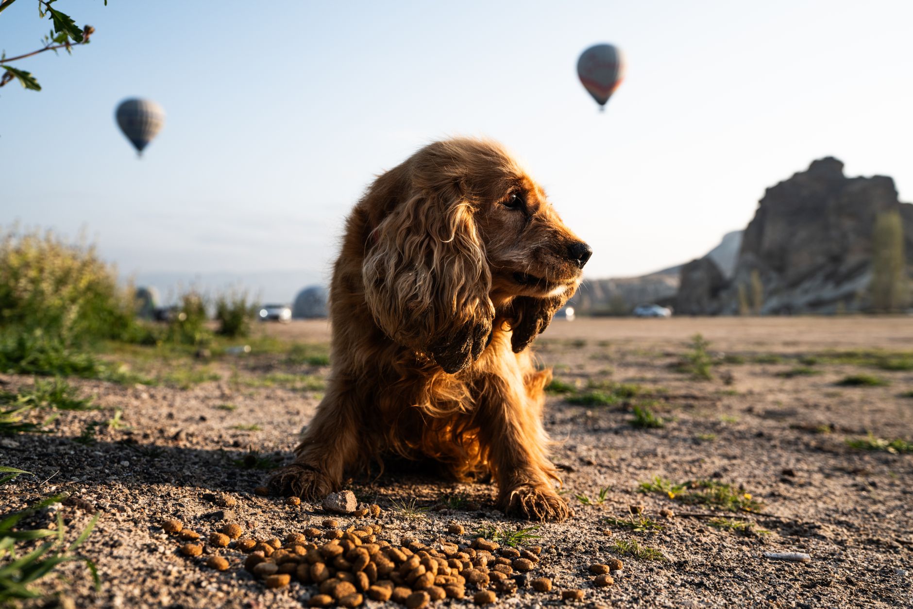 Dog Food Weight Loss: Healthy & Satisfying Meals Your Pup Will Love