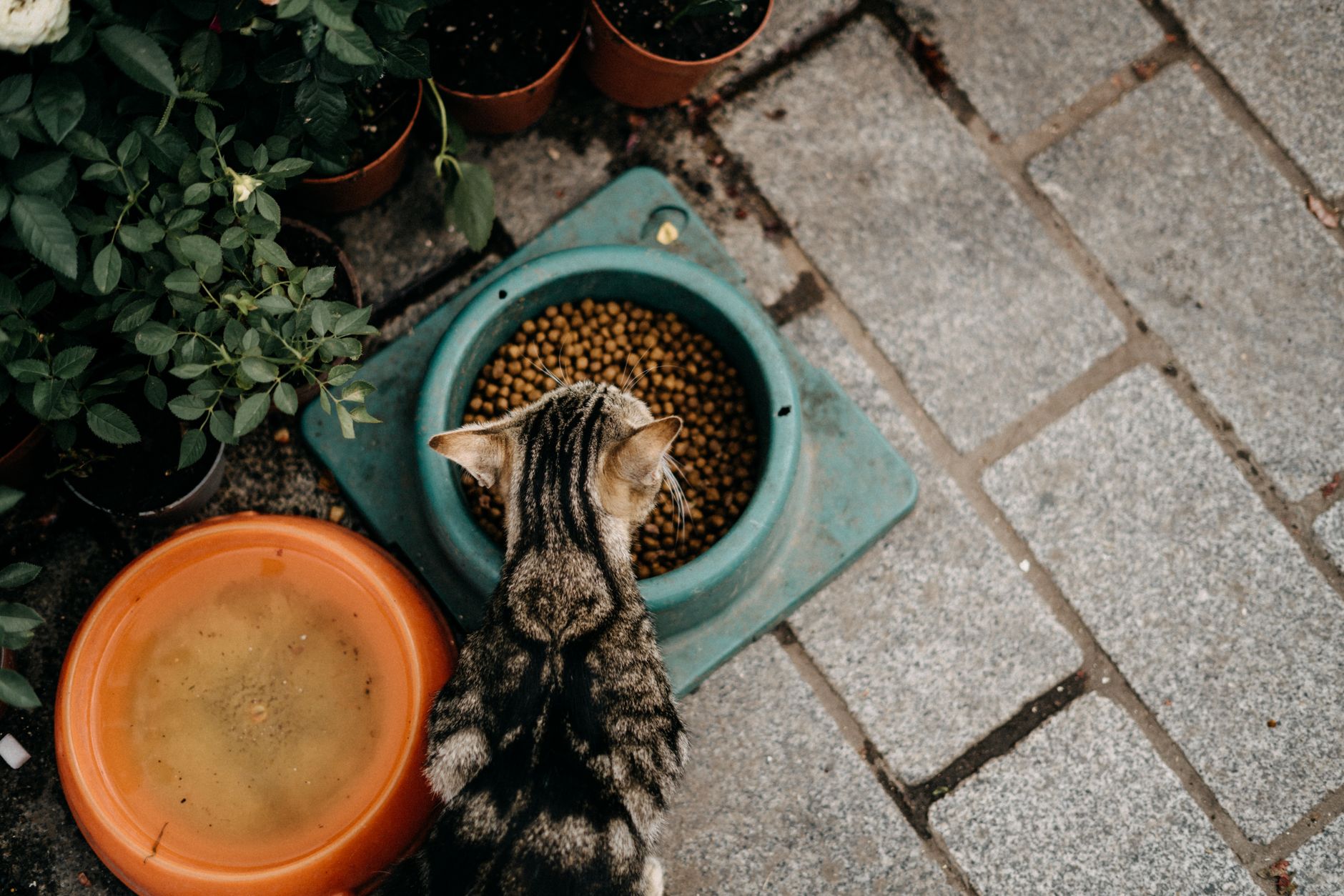 Wet Cat Food Weight Loss: Your Friendly Guide for Healthy Cats
