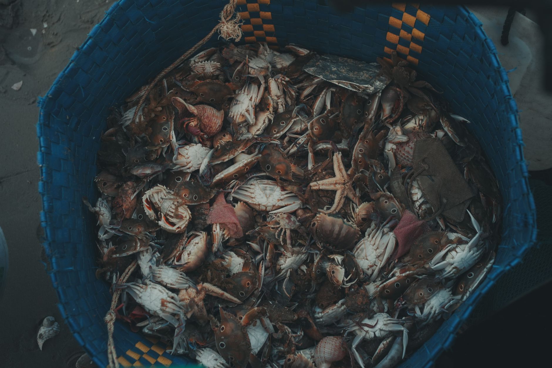 Best Imitation Crab: 9 Brands Ranked for Taste & Quality