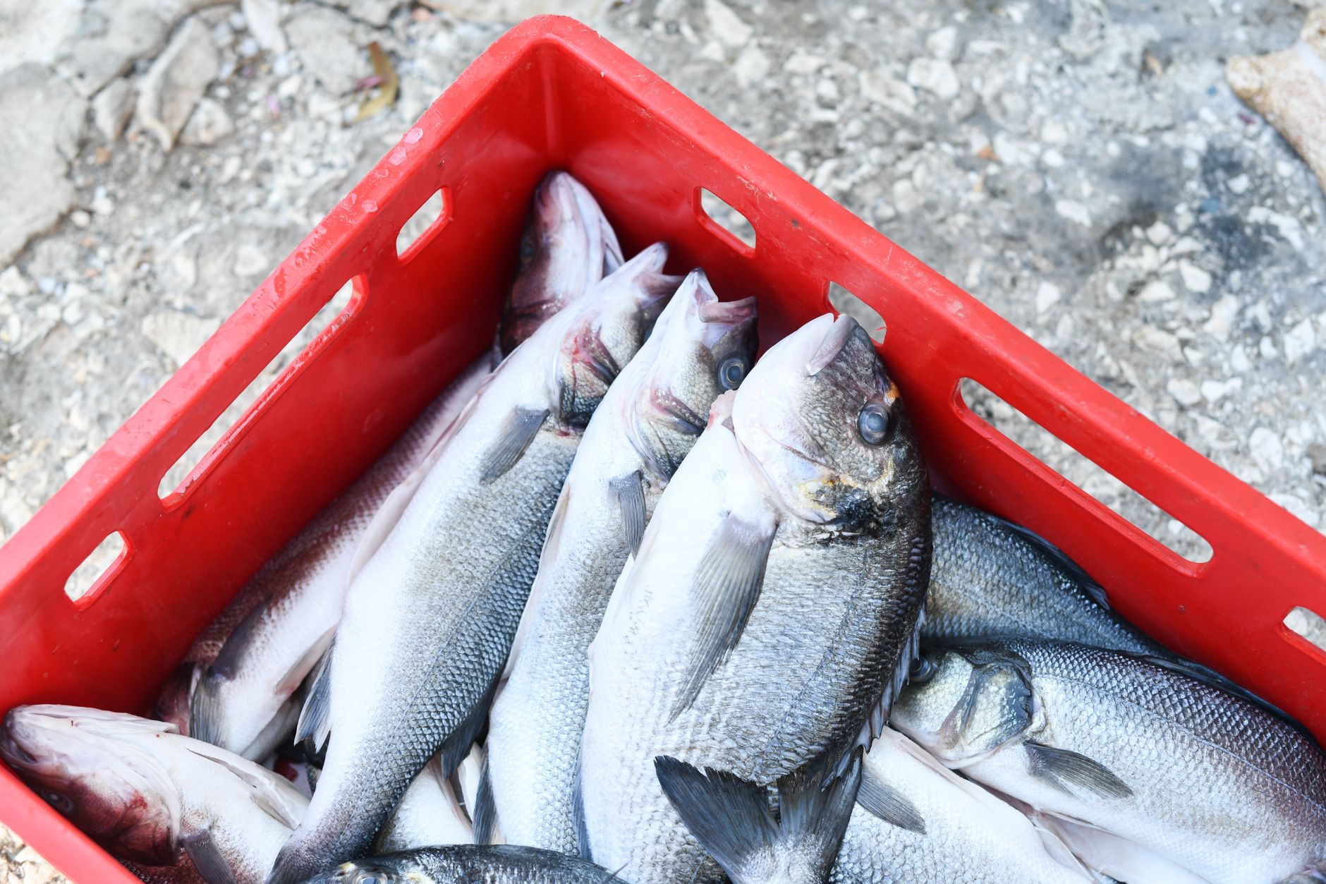 How Is Branzino Different From Sea Bass?