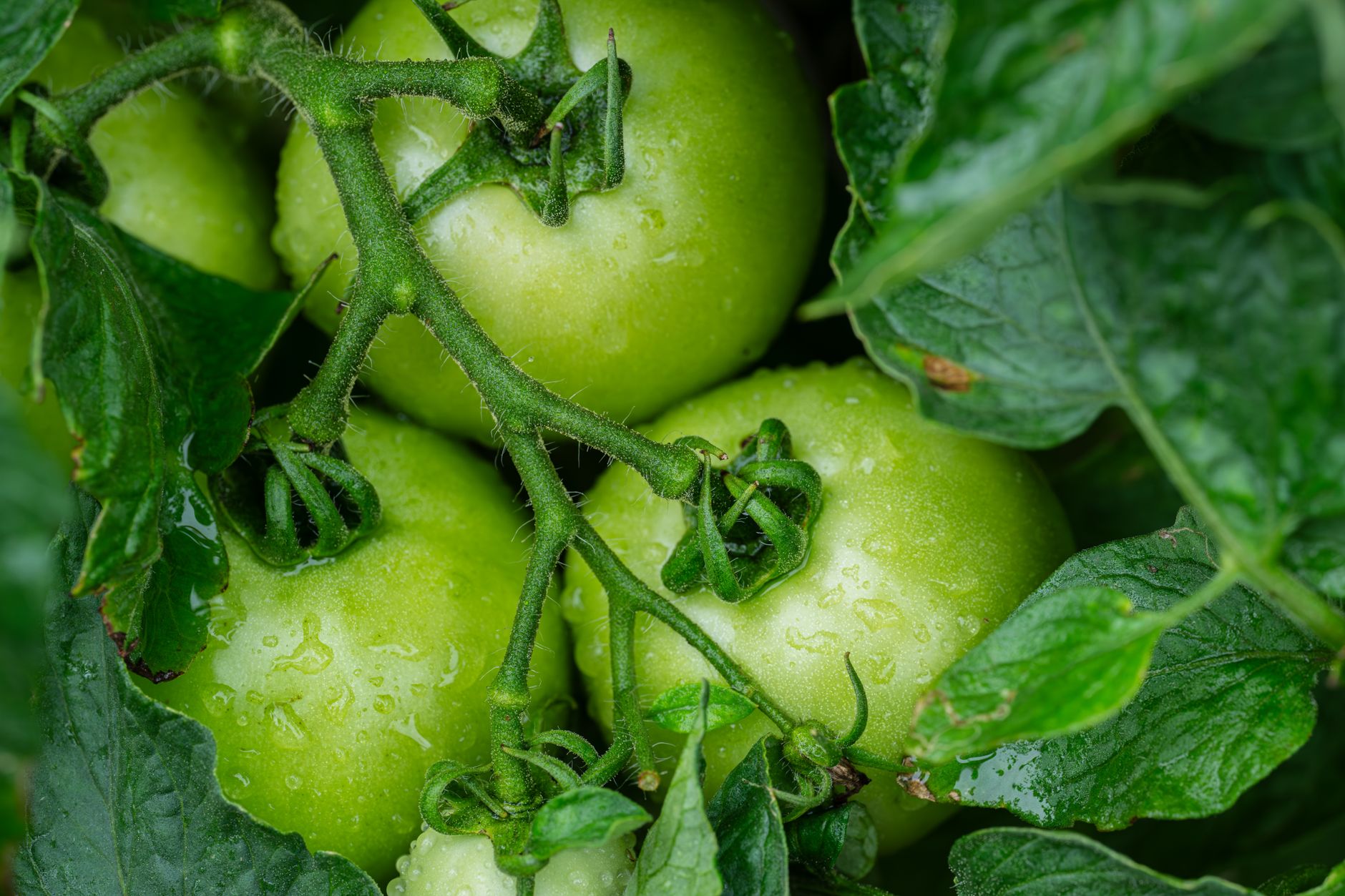 15 Best Companion Plants Tomatoes Need for Thriving Gardens