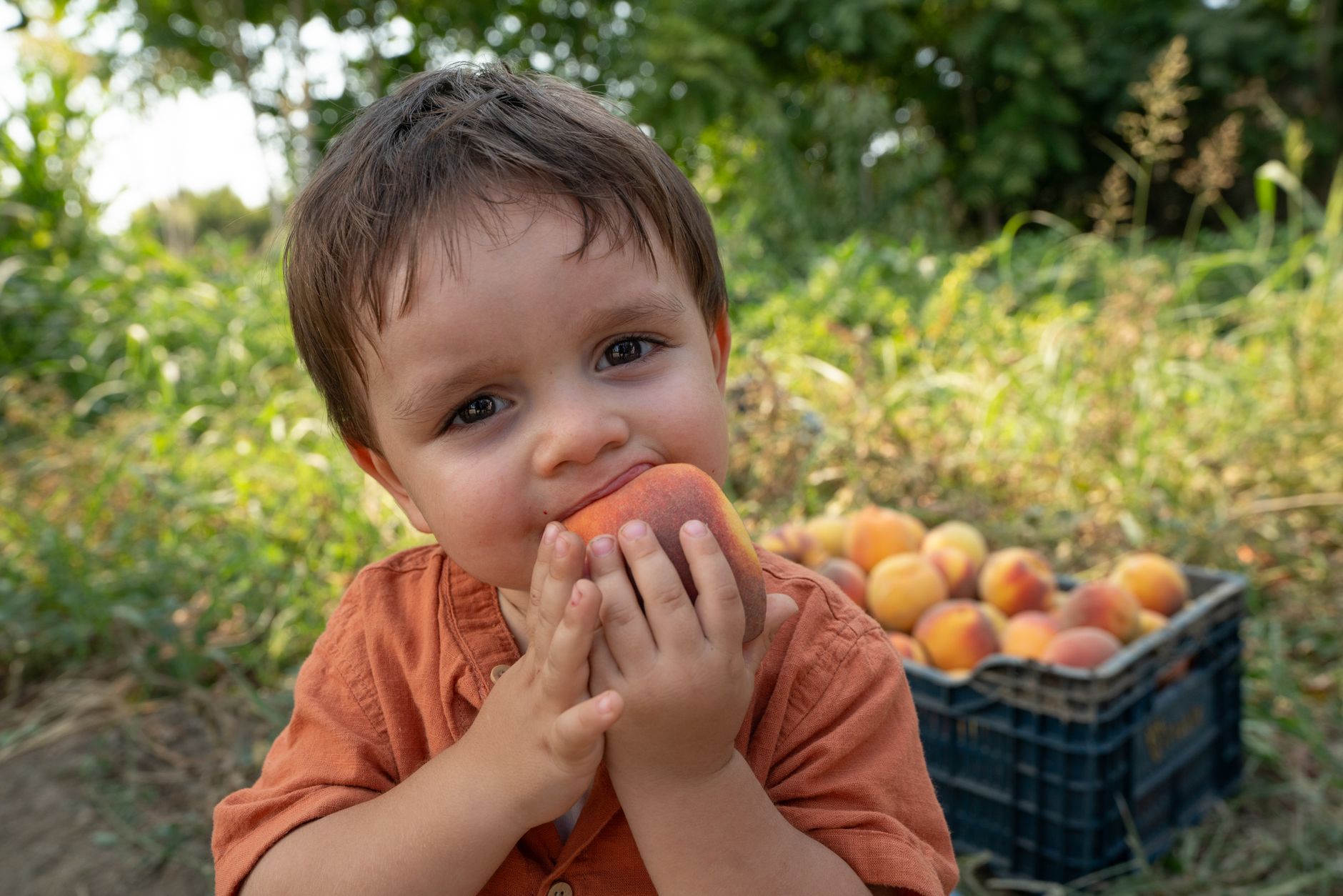 What Are Donut Peaches And What Makes Them Different From The Rest?