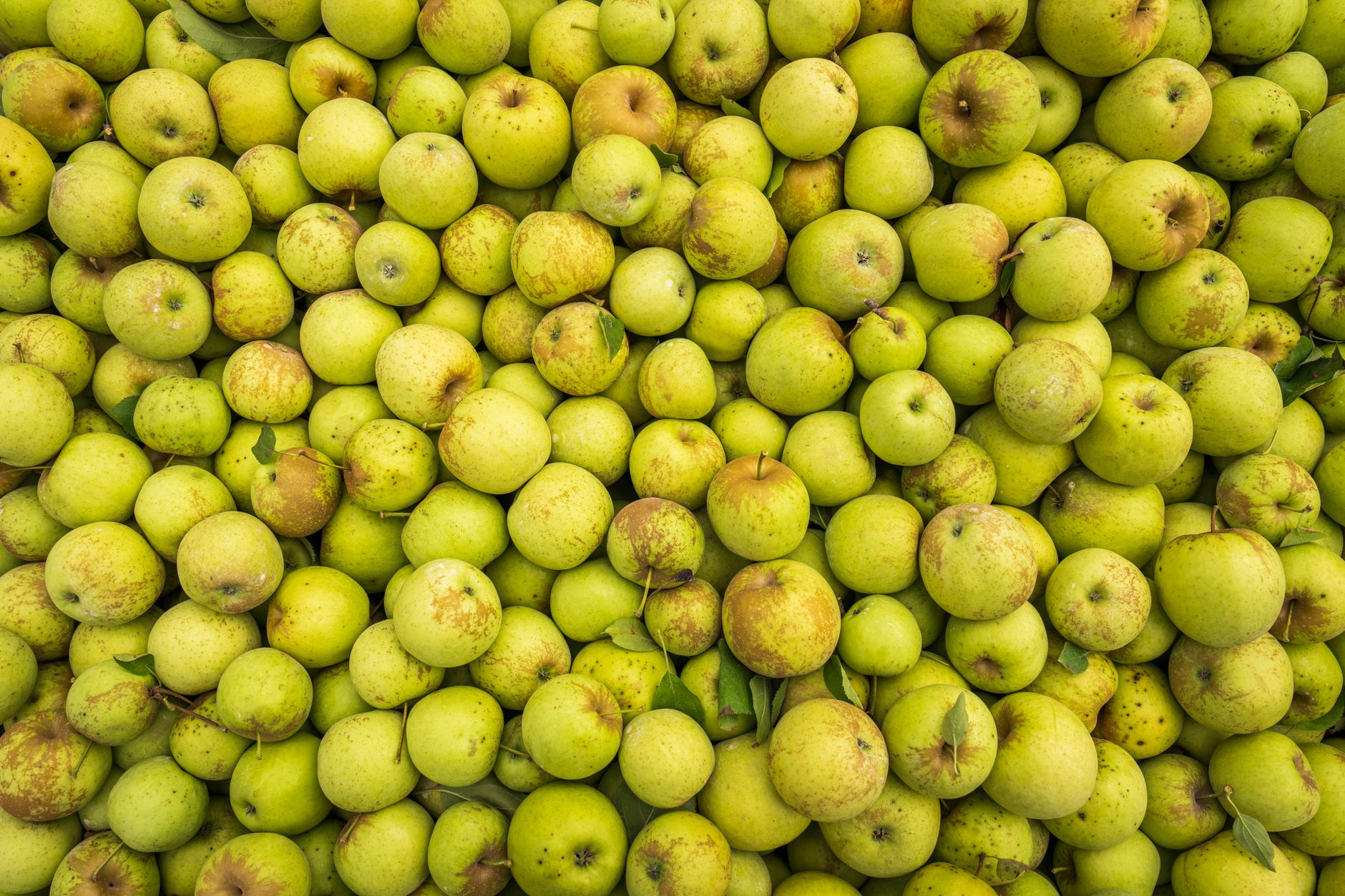 Can You Actually Eat Crab Apples? What You Need to Know