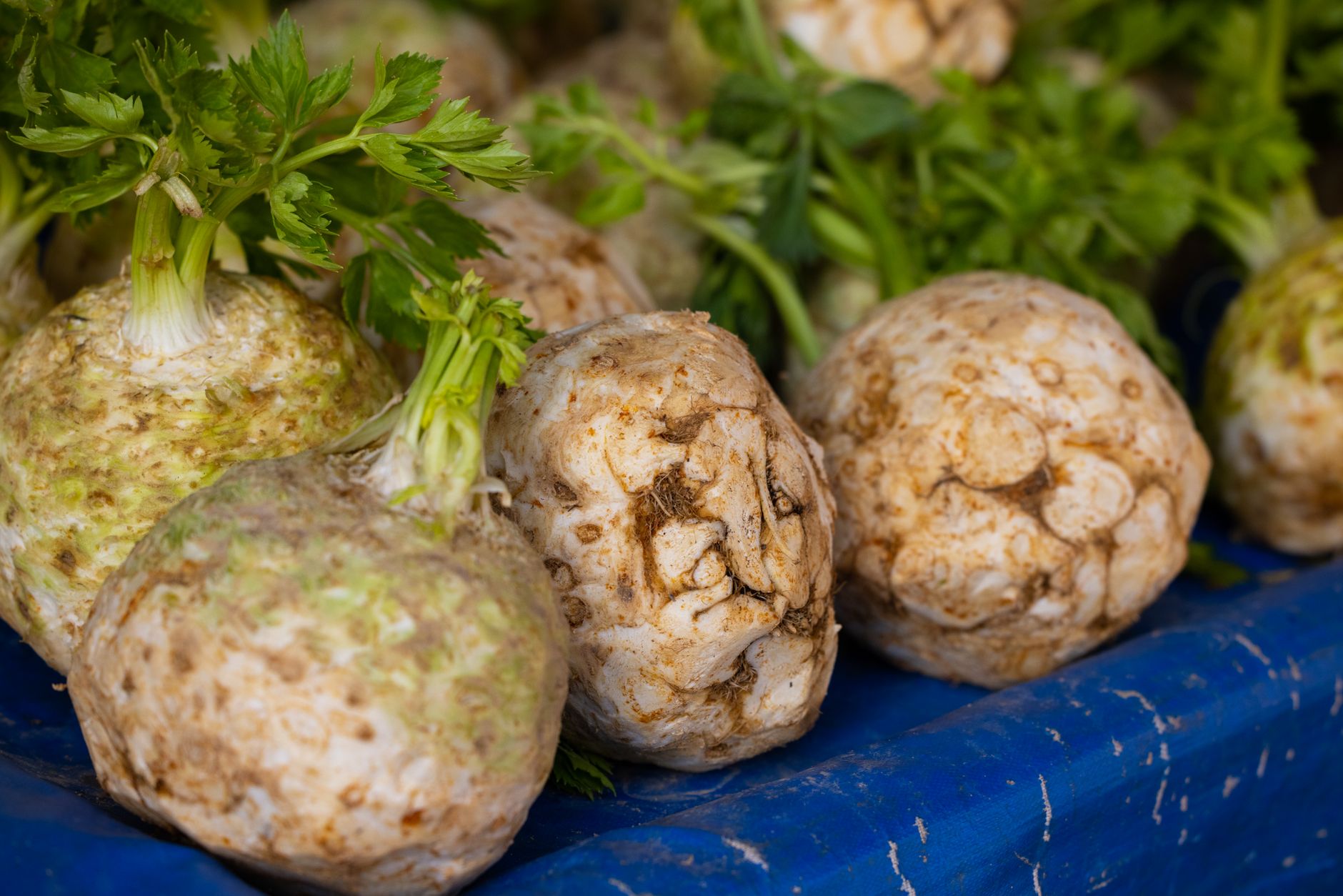 How To Properly Freeze Celery To Avoid Ice Crystals