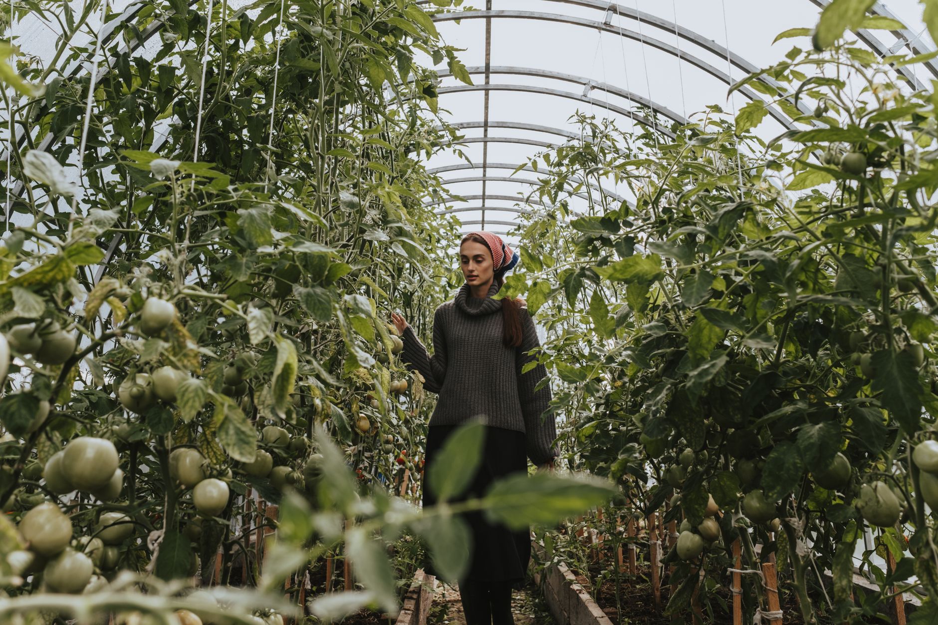 Grow Tomatoes: A Better, Easier Way Than Using Cages