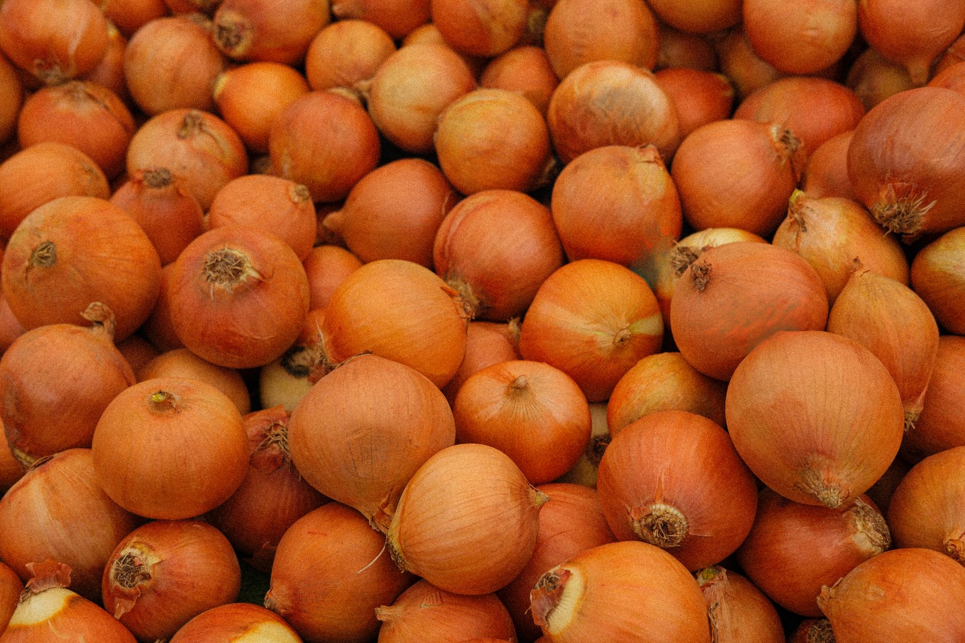 Pearl Onions Cooking: Your Guide to Perfect Pearl Onions Every Time