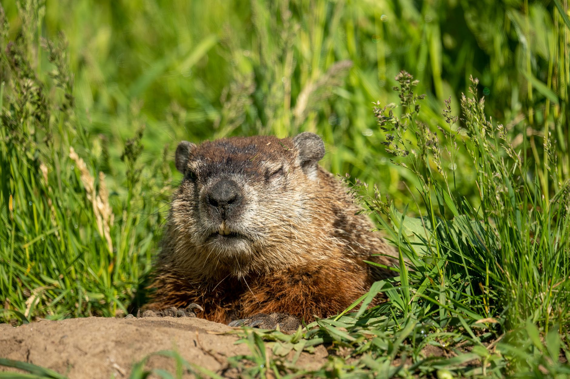 How To Stop Groundhogs From Ruining Gardens With Natural Ingredients