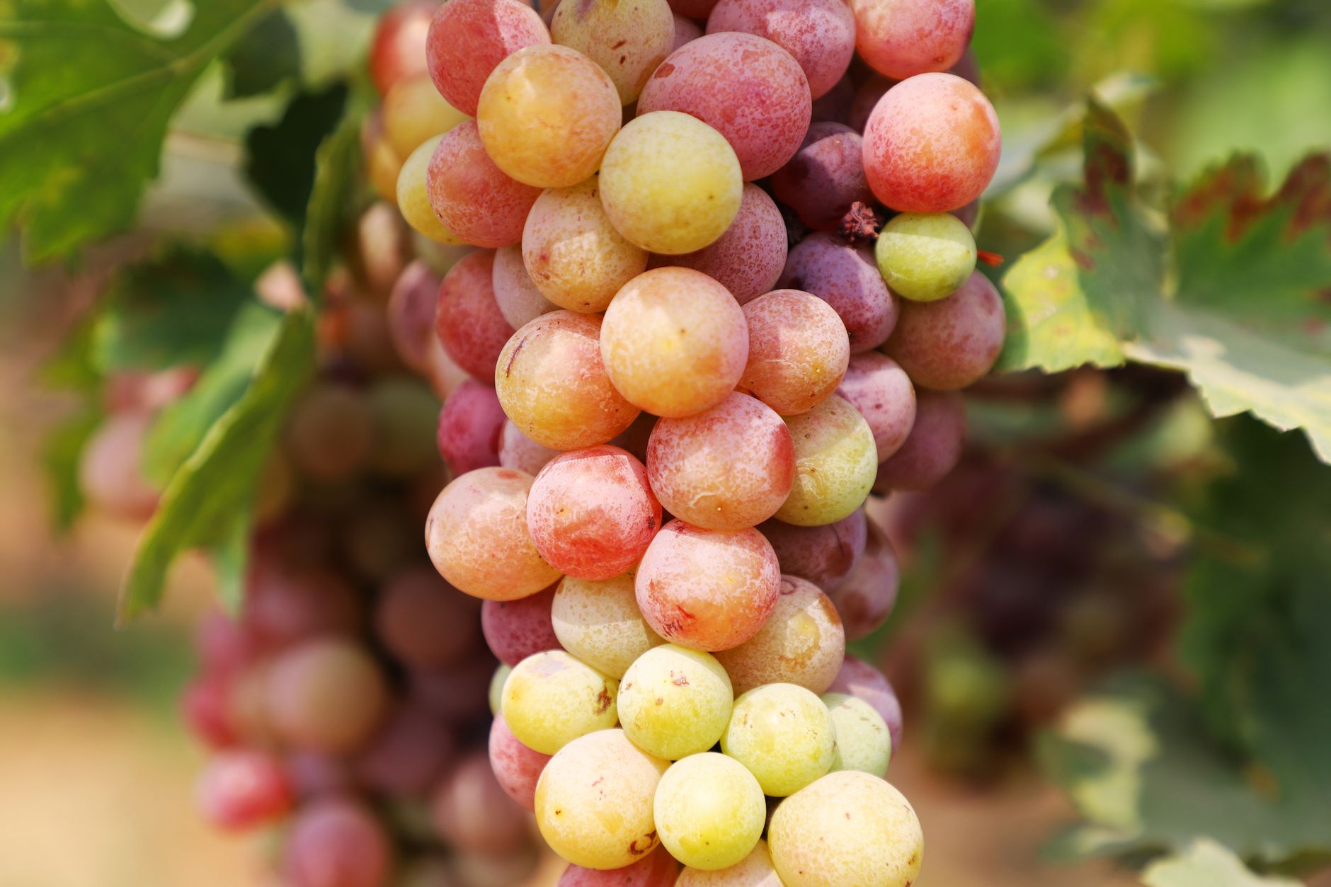 What To Consider When Shopping For Sweet White Wine