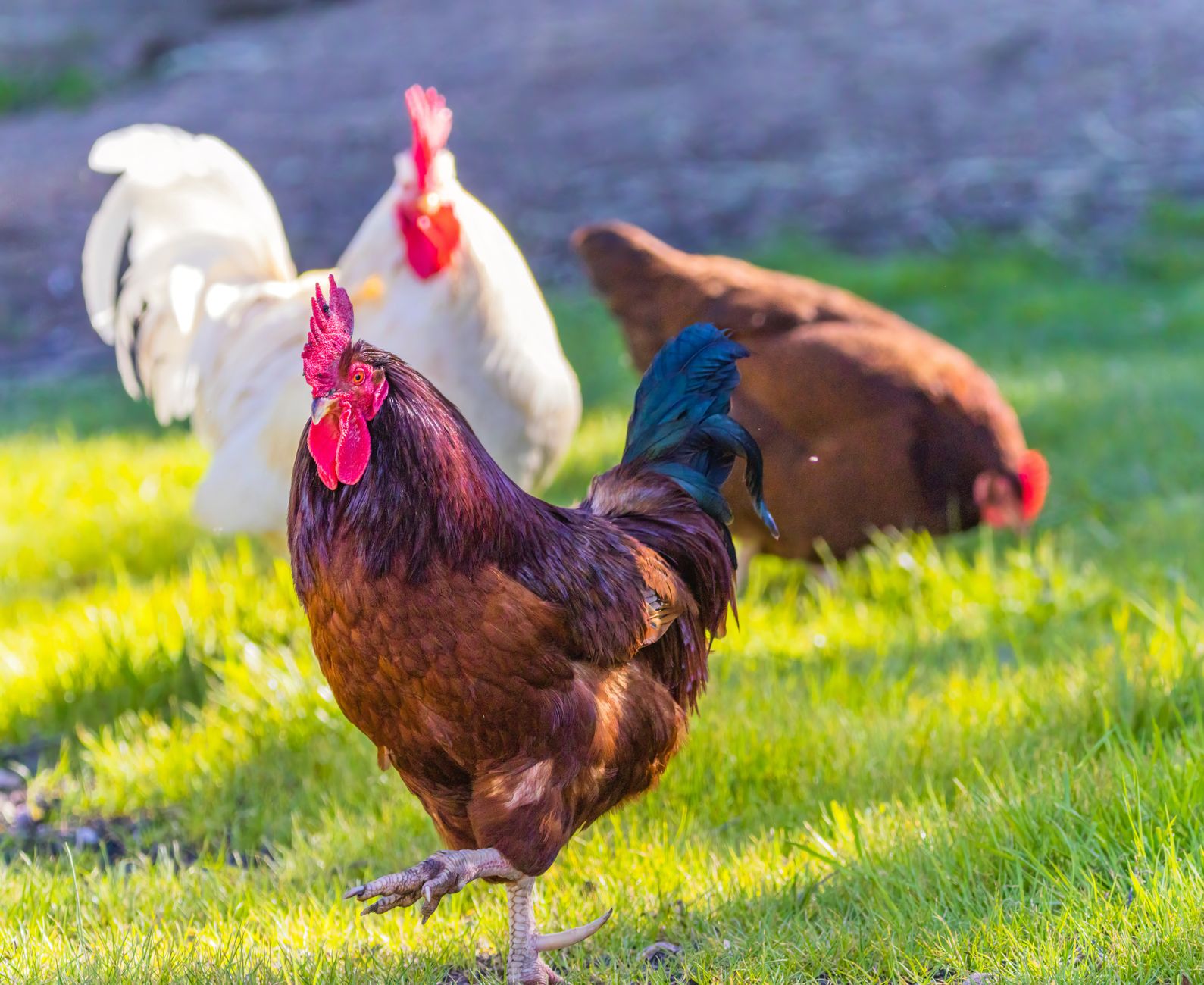 How To Thaw Chicken Safely: Quick, Easy & No Microwave Needed