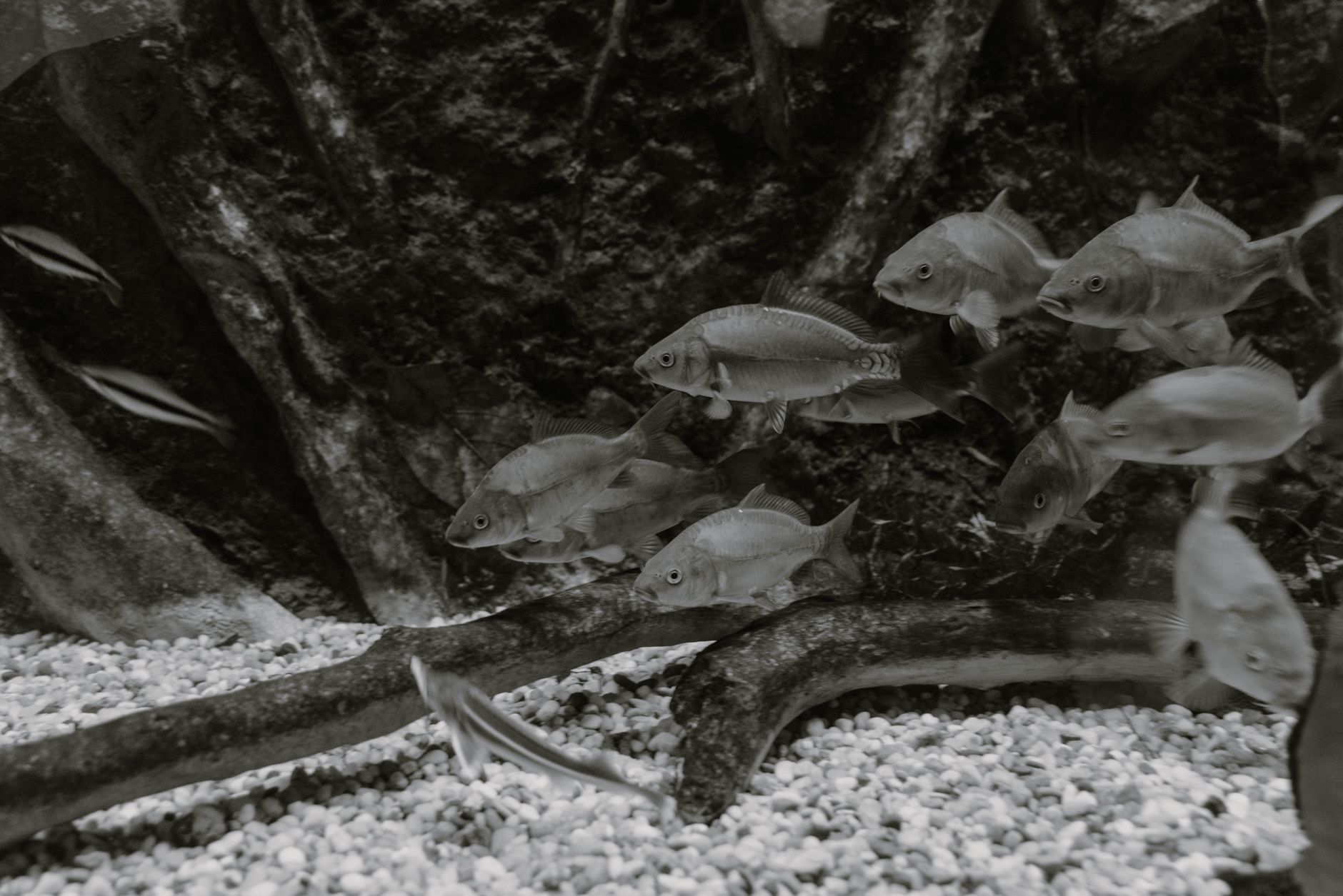8 Types Of White Fish Worth Buying, And 2 You Should Avoid