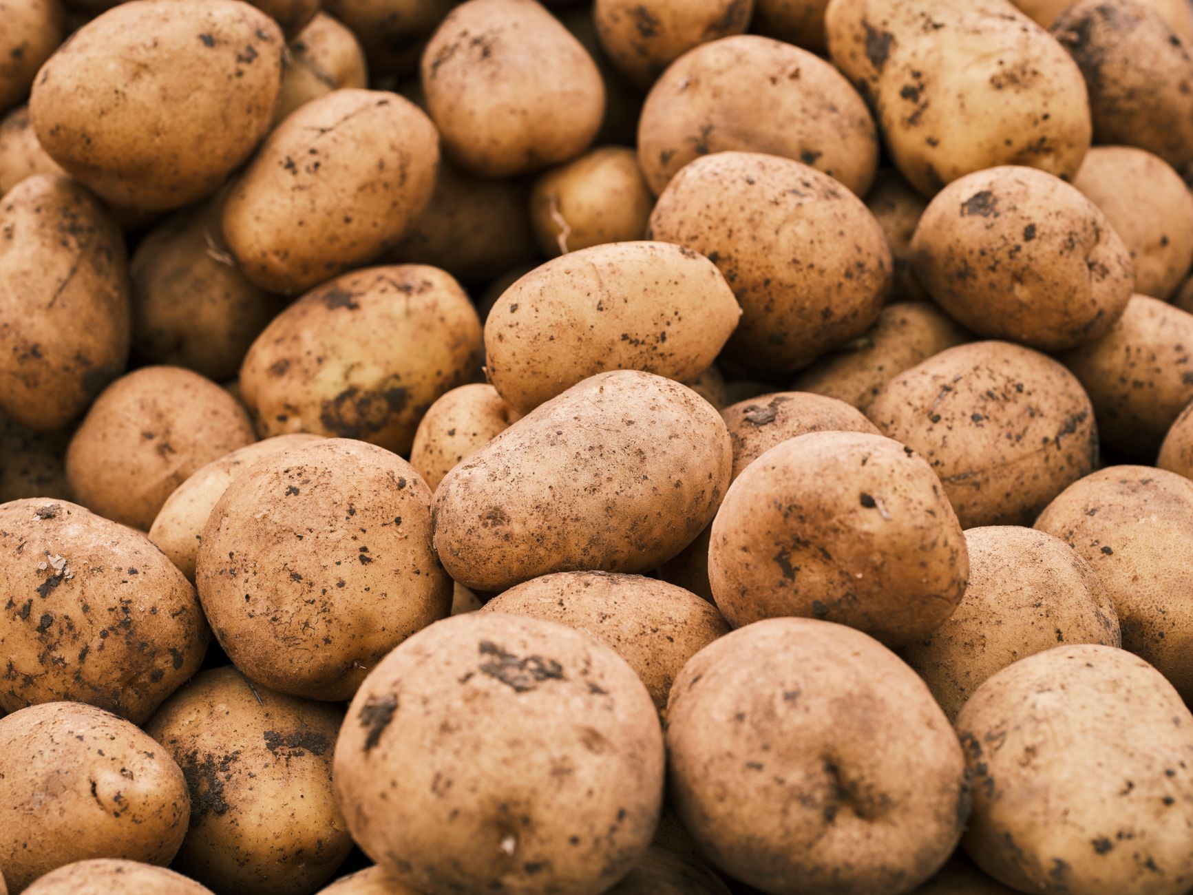 Mississippi Mud Potatoes: Creamy Southern Potato Casserole Recipe