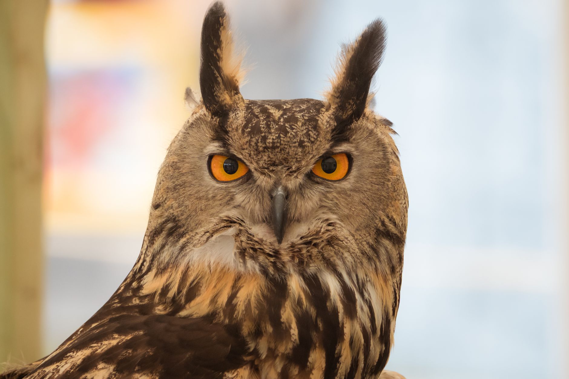 Who Makes Aldi Winking Owl Boxed Wine? Uncovering the Brand Behind the Bottle