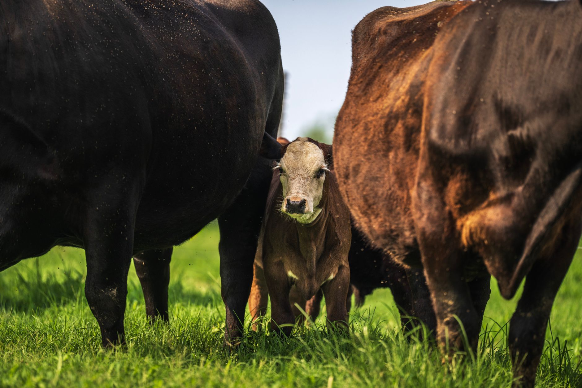 Beef Tallow Uses: Versatile Benefits and Modern Applications