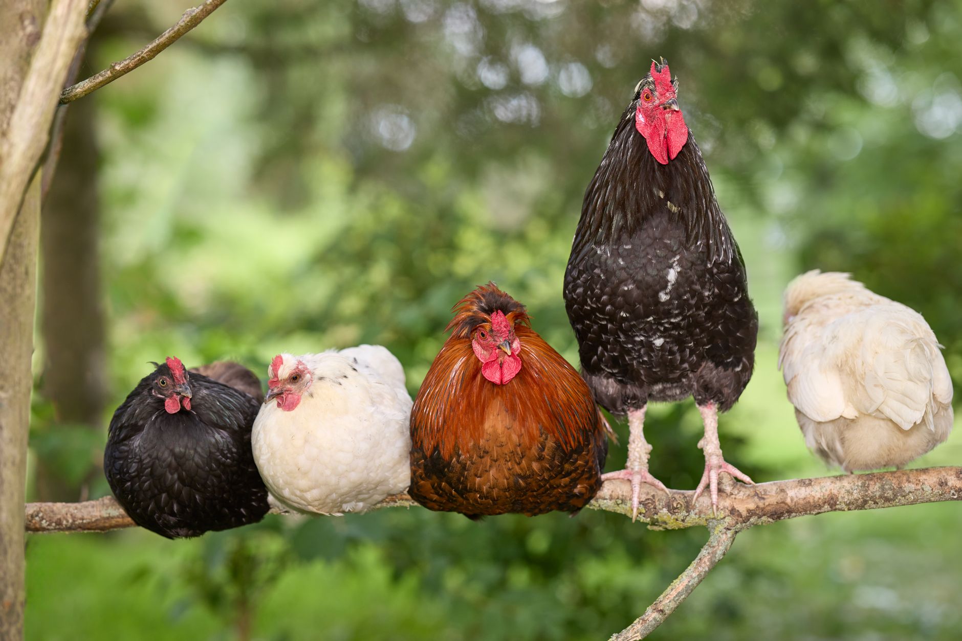 Best Chicken Chain: Why Chick-fil-A Leads Chicken Sales Every Year