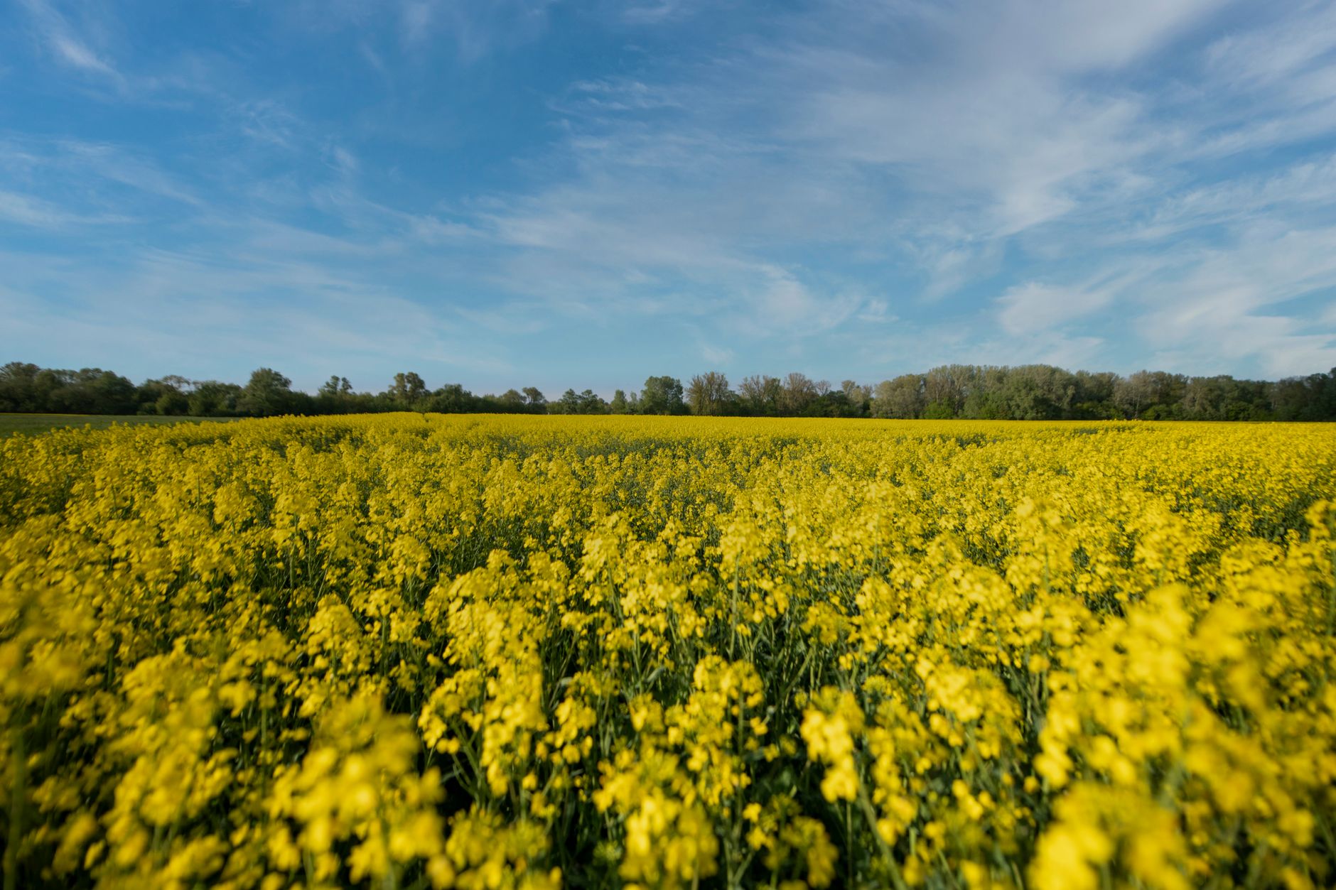 Canola vs Vegetable Oil: Which One Should You Use?