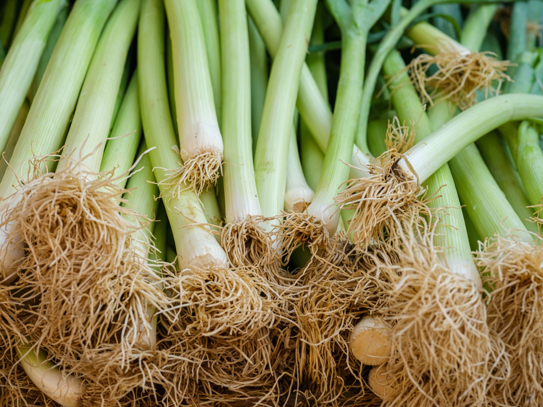 How To Cut Leeks for Perfect Stuffing Every Time