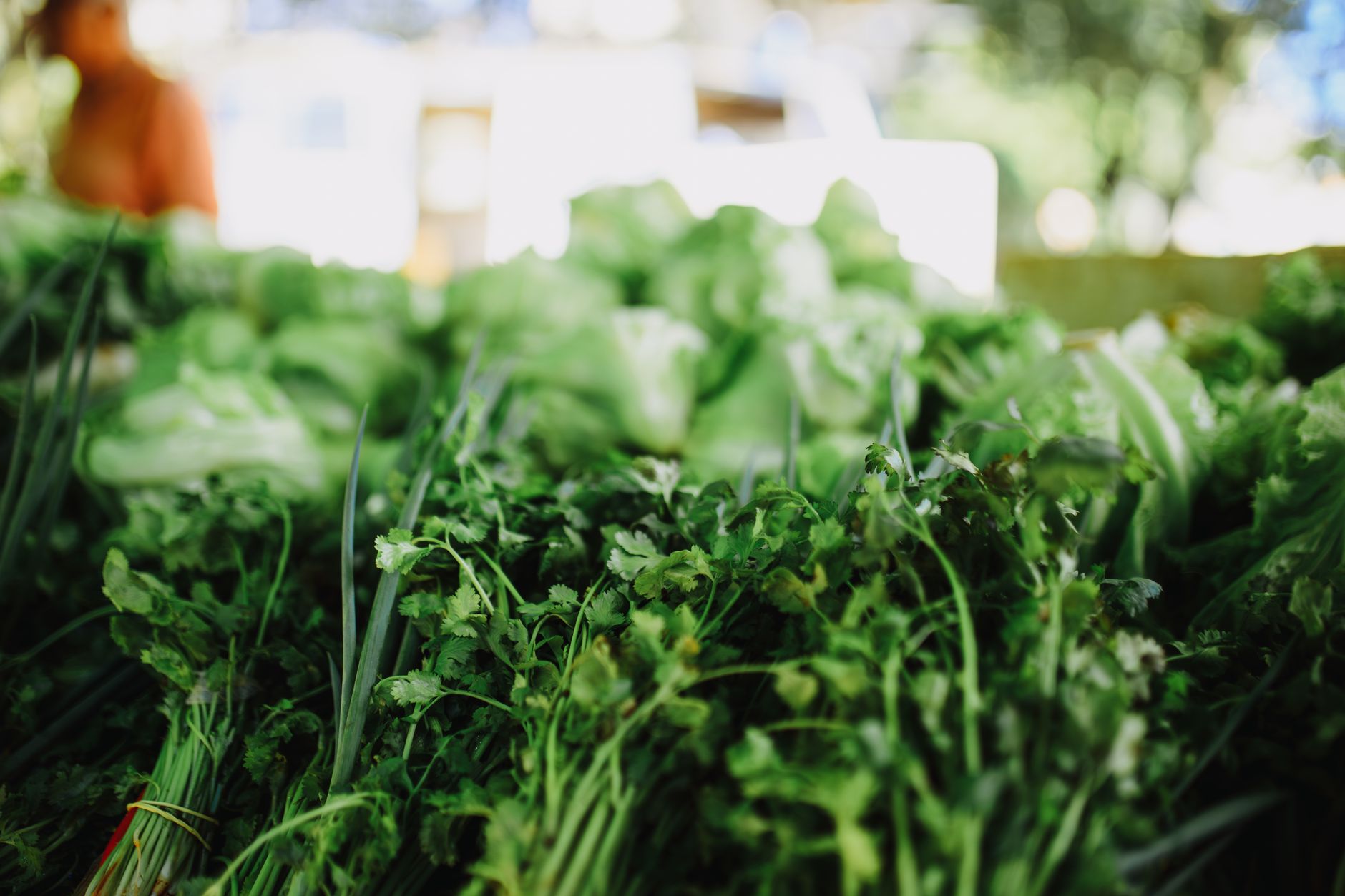 Dried Cilantro Substitute: How to Replace Fresh Cilantro in Your Recipes
