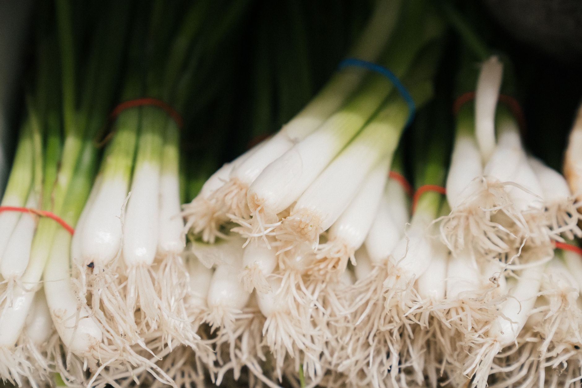 Green Onions Scallions: What’s the Real Difference?