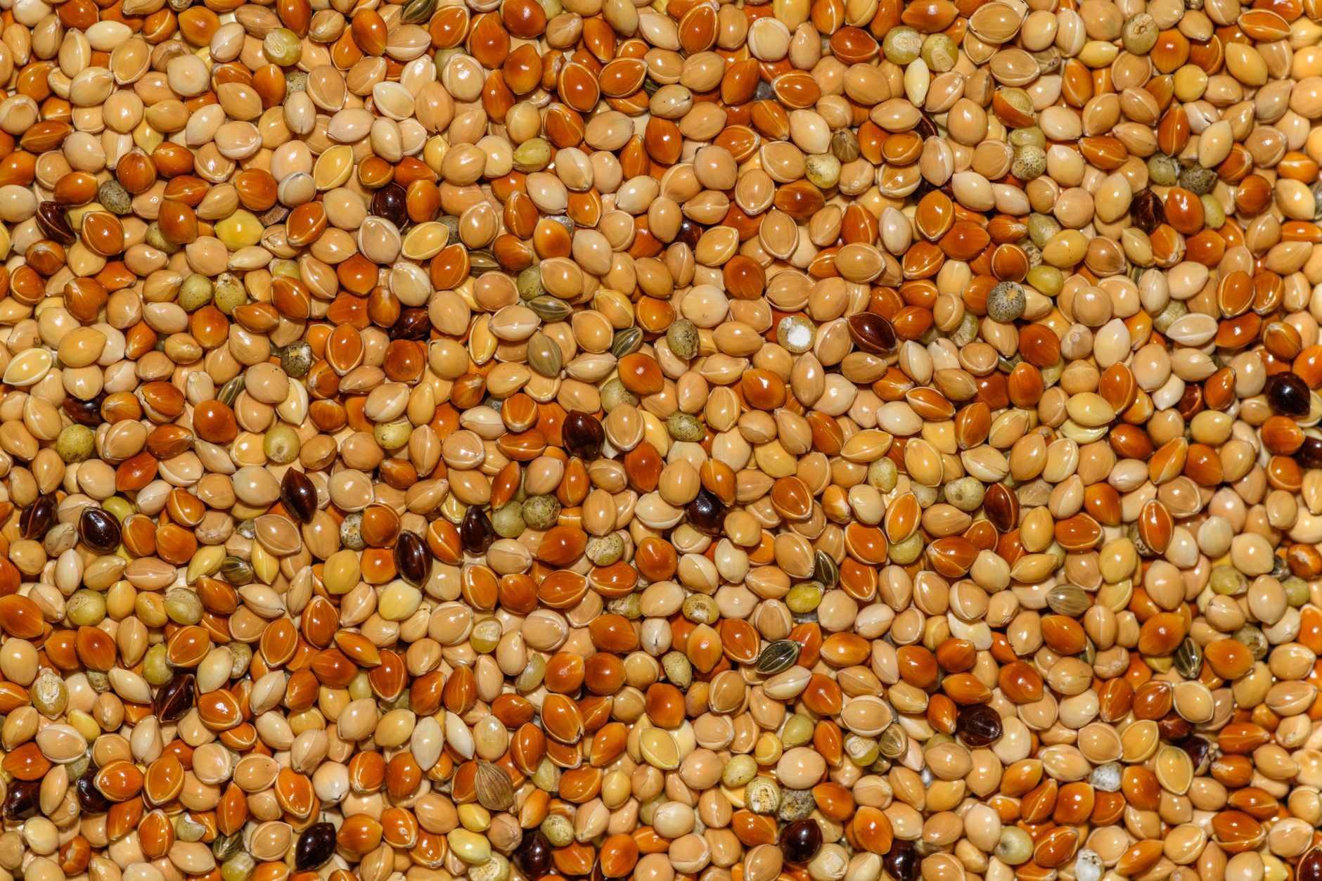 High Protein Grain: The Affordable, Nutty Staple You Need