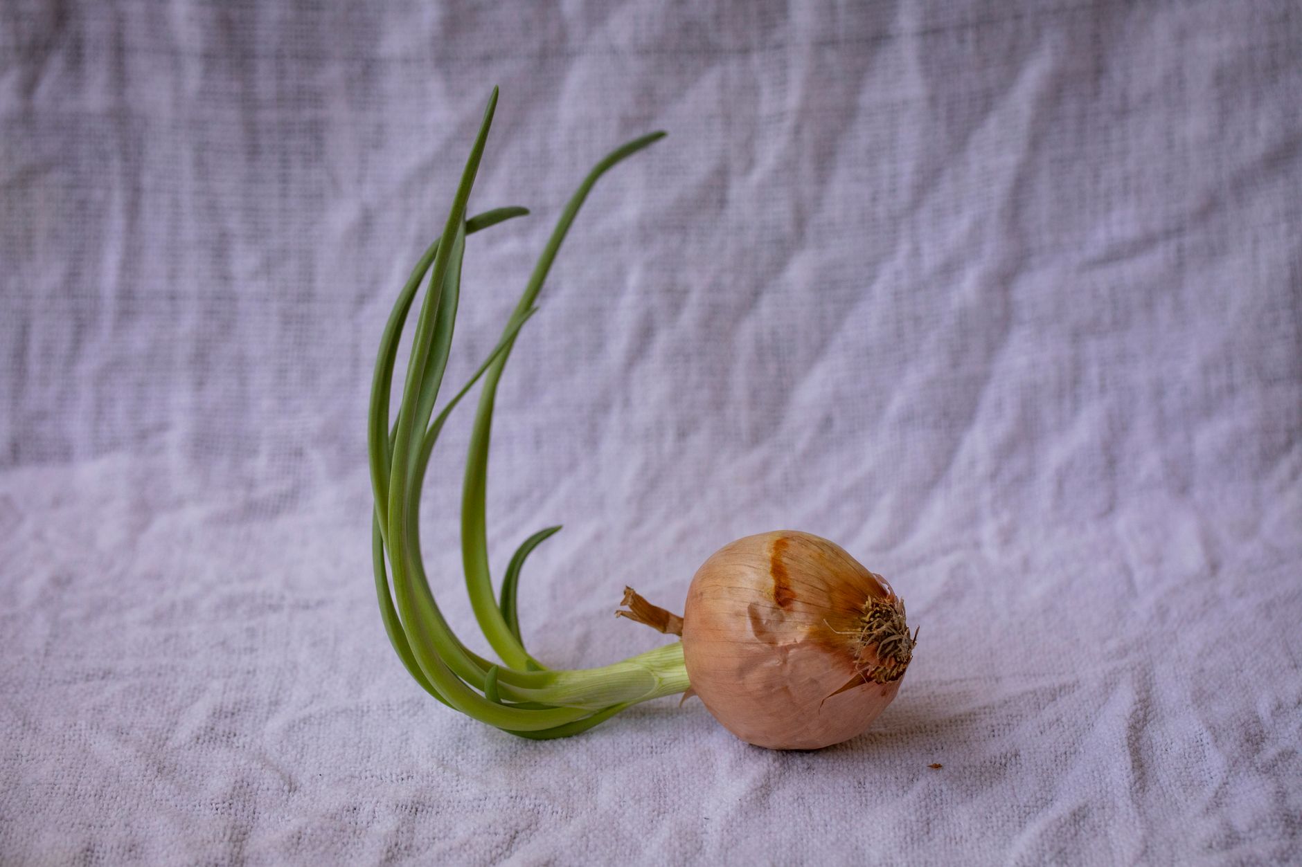 Keep Green Onions Fresh: Practical Tips for Longer Shelf Life