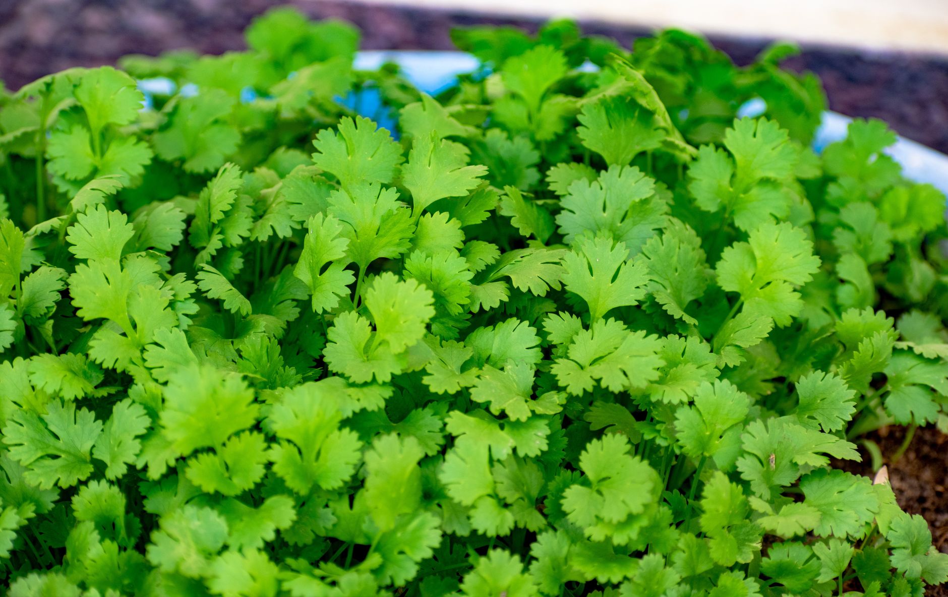 How To Store Cilantro Fresh for Long-Lasting Flavor