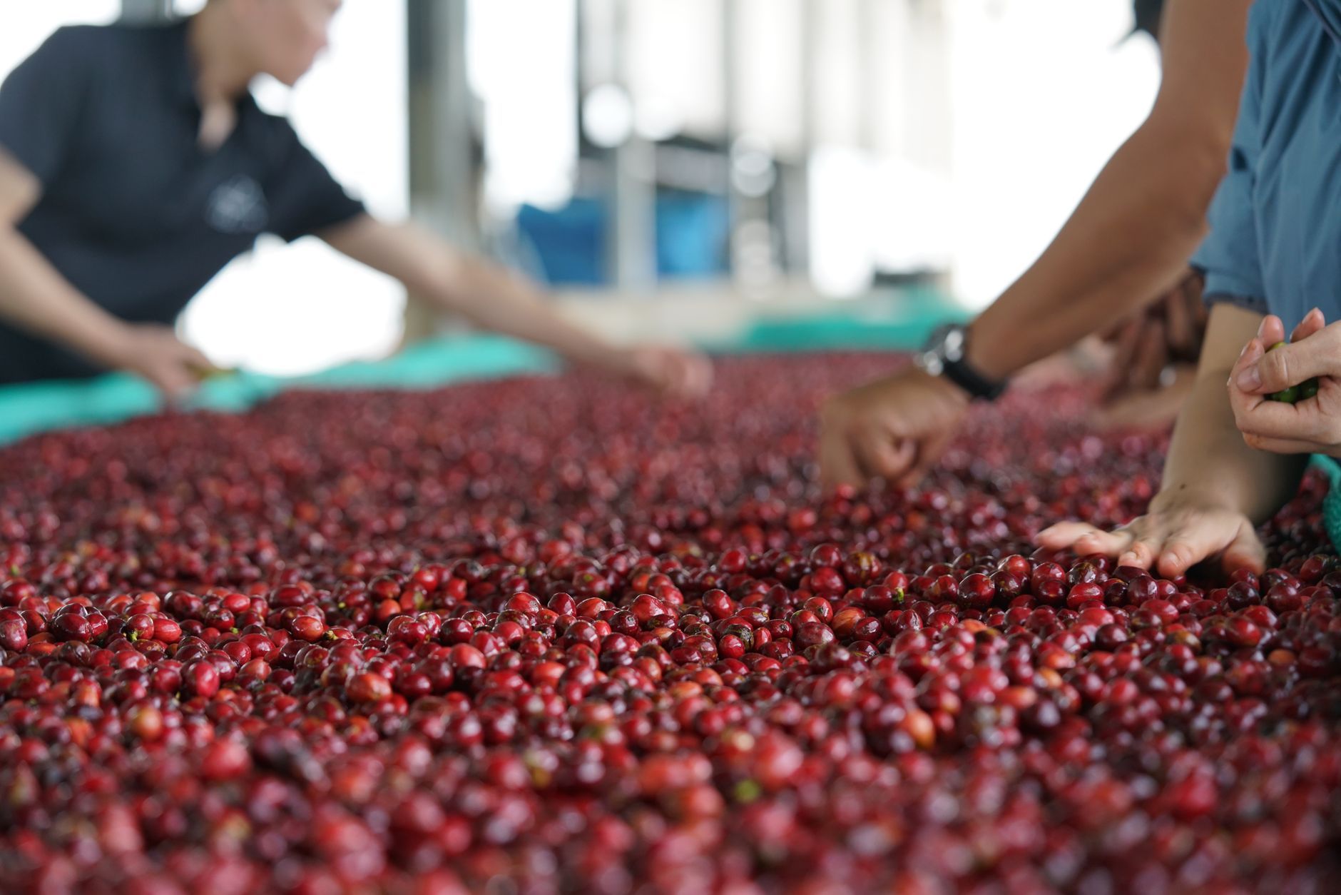 Discovering Gesha Coffee: A Rare Taste Experience