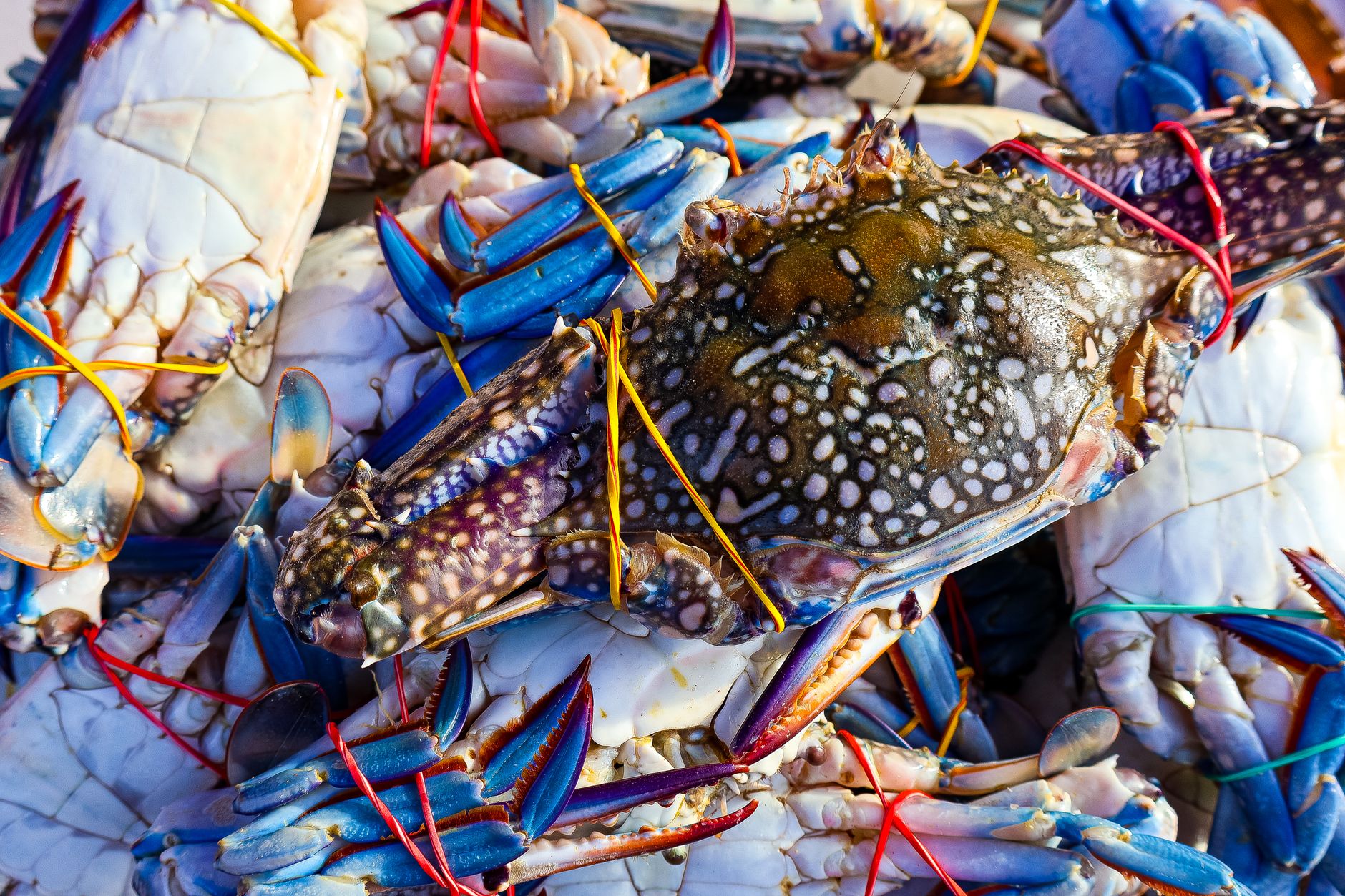 Reheating Crab Legs: Why the Microwave Is Not Your Best Bet