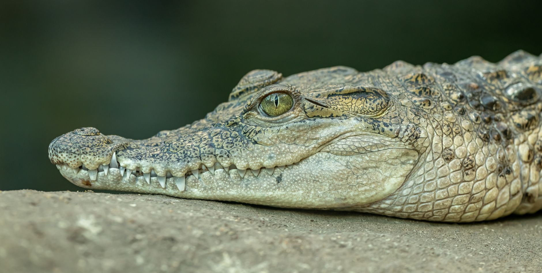 Alligator Meat: Which Cut Tastes Best and How to Cook It Right