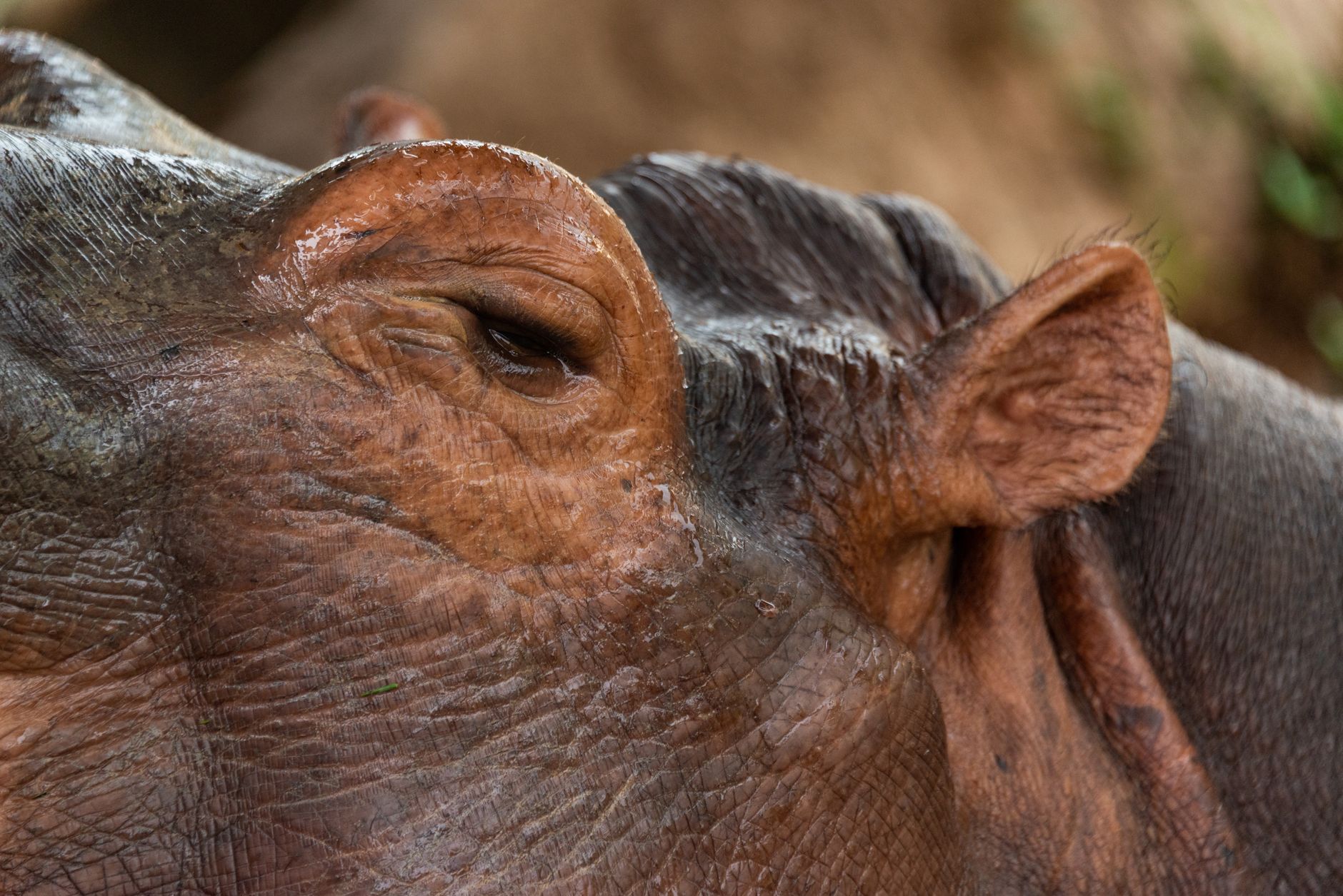Ancient Hippo Soup – The World's Oldest Meat-Based Soup You Can't Buy Today