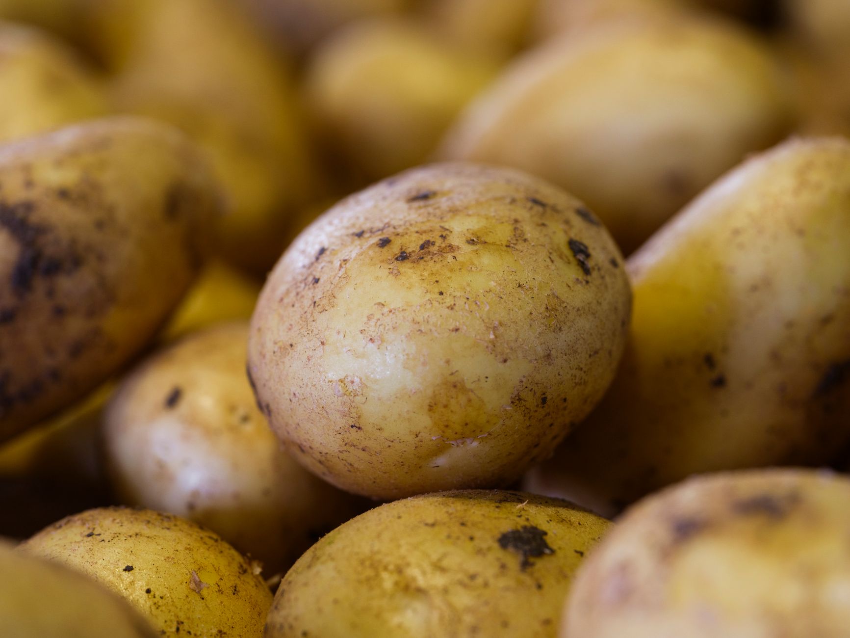 Au Gratin Potatoes: Creamy, Cheesy, and Irresistibly Delicious