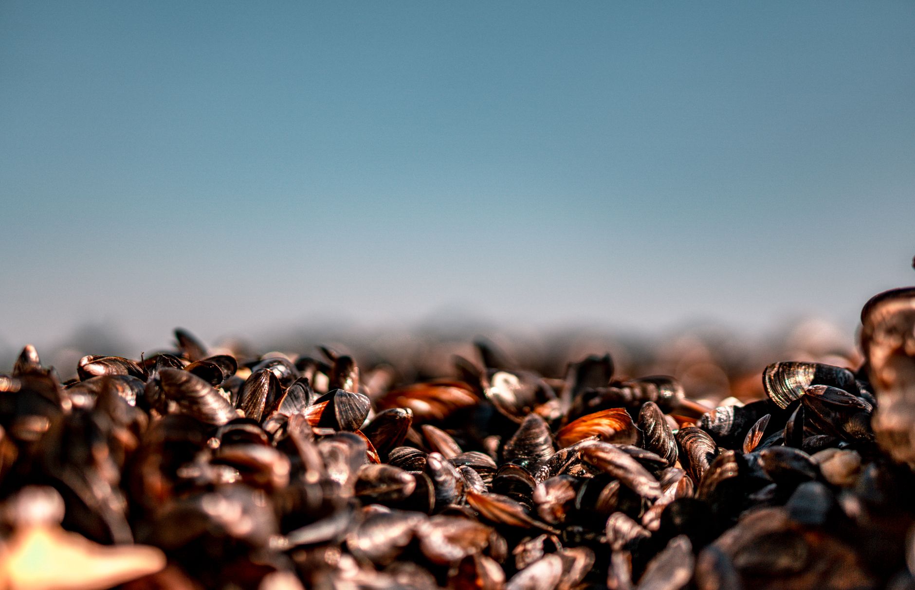How to Clean Mussels Safely for Fresh, Delicious Meals