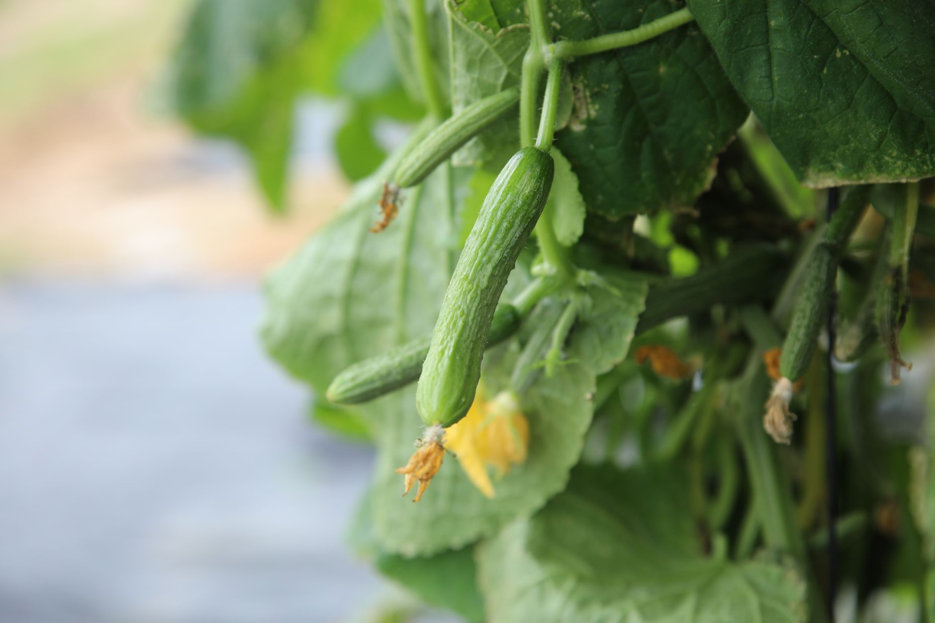 Cucumber Growing Tips: Trellis vs. Ground Explained