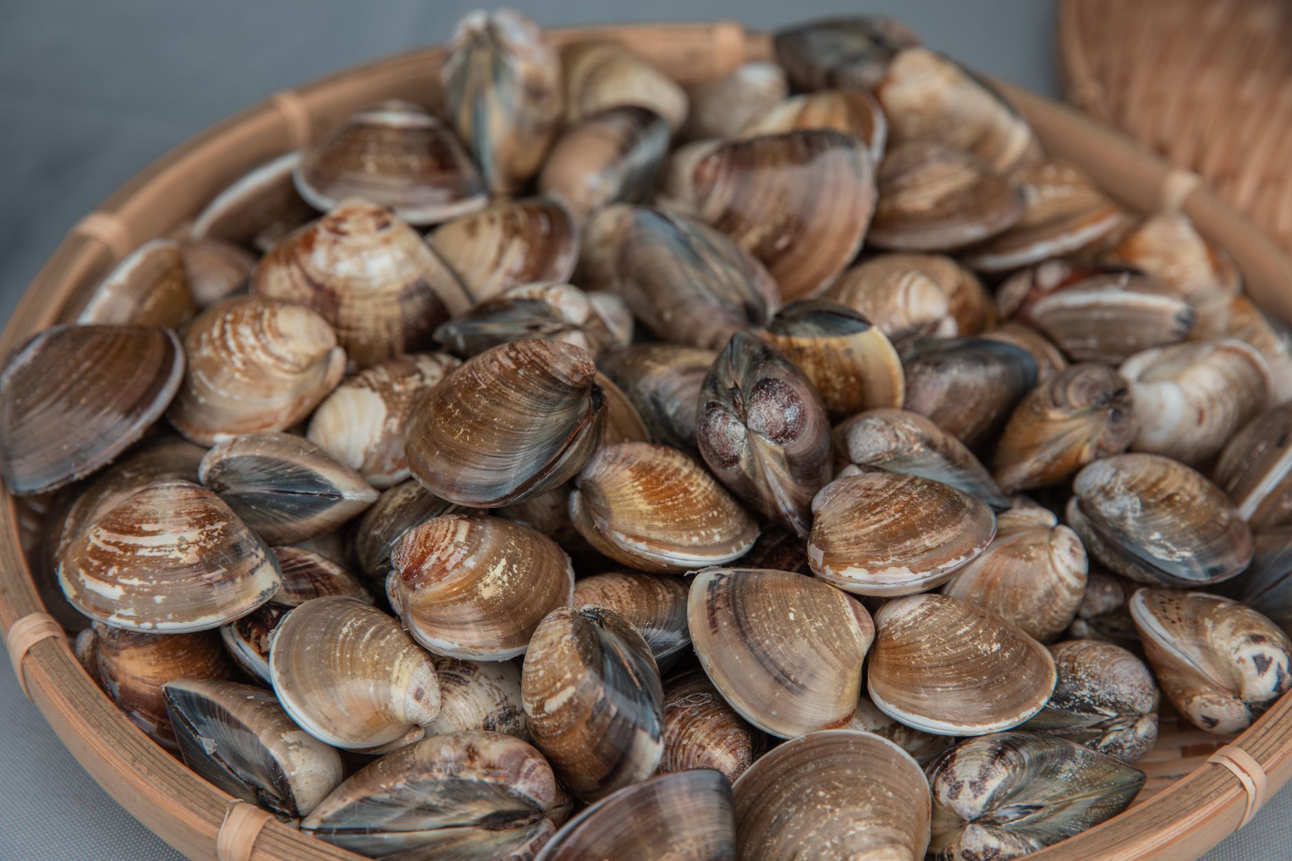 Difference Clams Mussels: What Sets These Shellfish Apart