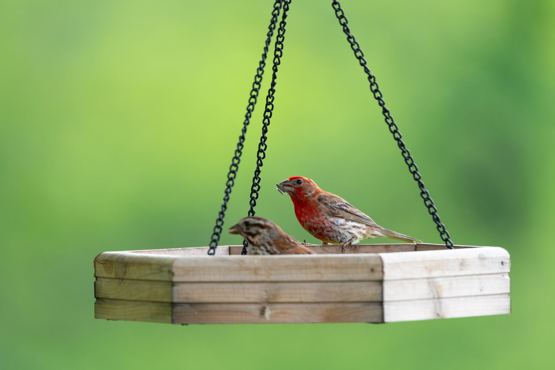 DIY Bird Feeder: Easy Guide to Upcycling Coffee Cans for Backyard Birds