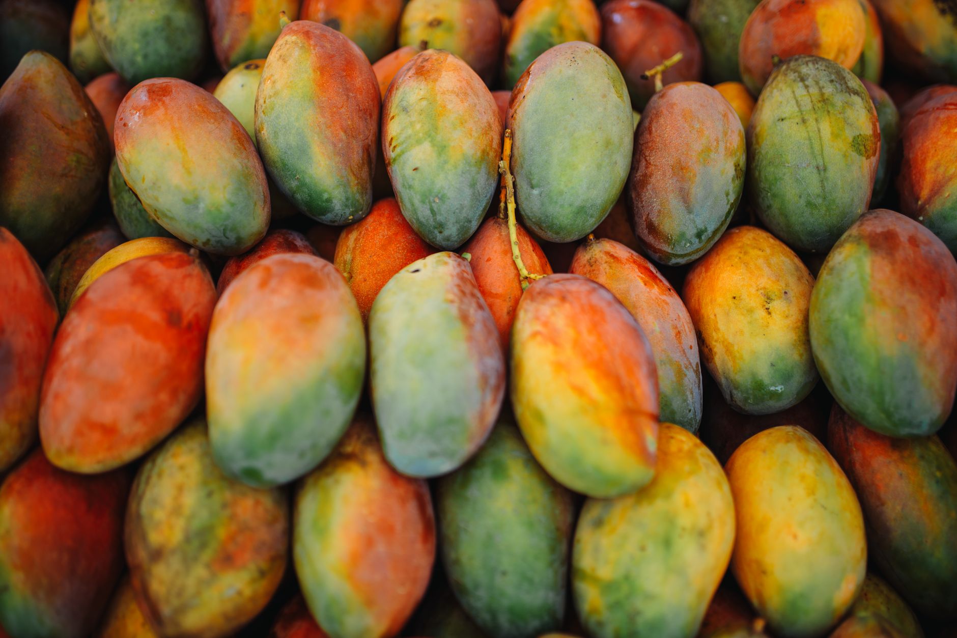 Expensive Mangoes: Why Miyazaki Mangoes Demand Their Price
