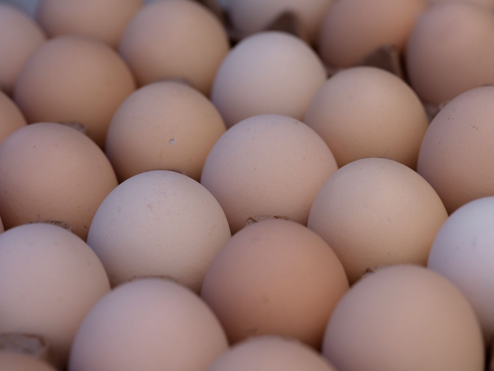 Fertilized Eggs: What You Need to Know Before You Buy or Eat