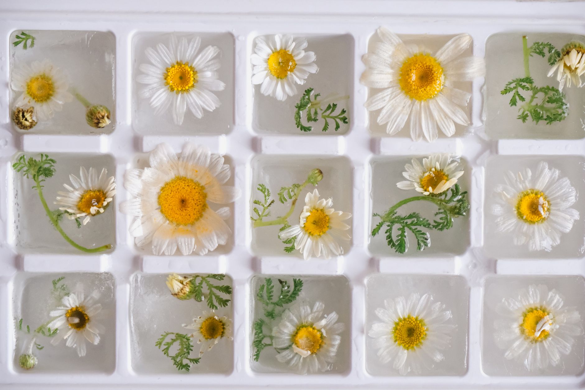 How to Freeze Ice Cubes Fast and Efficiently Every Time