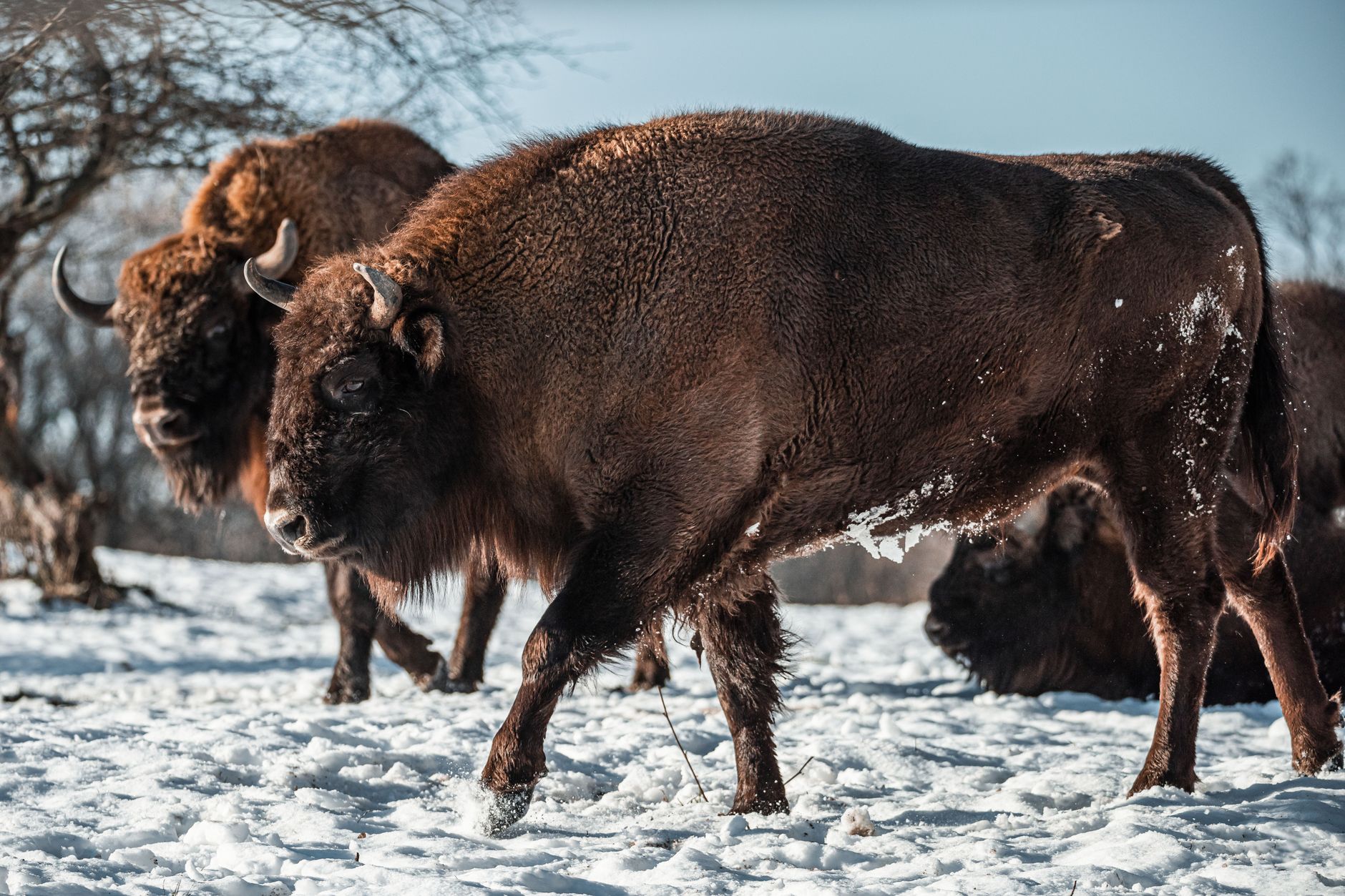 Ground Beef vs Bison: Which One Fits Your Plate Best?