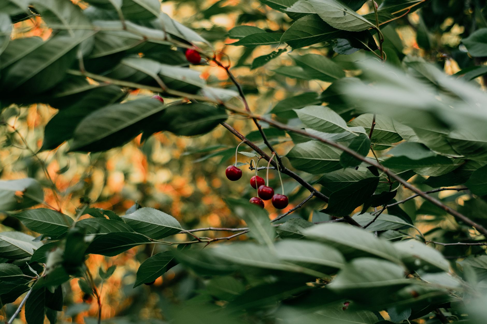 Grow Cherry Tree: How To Plant and Care for Cherry Pits