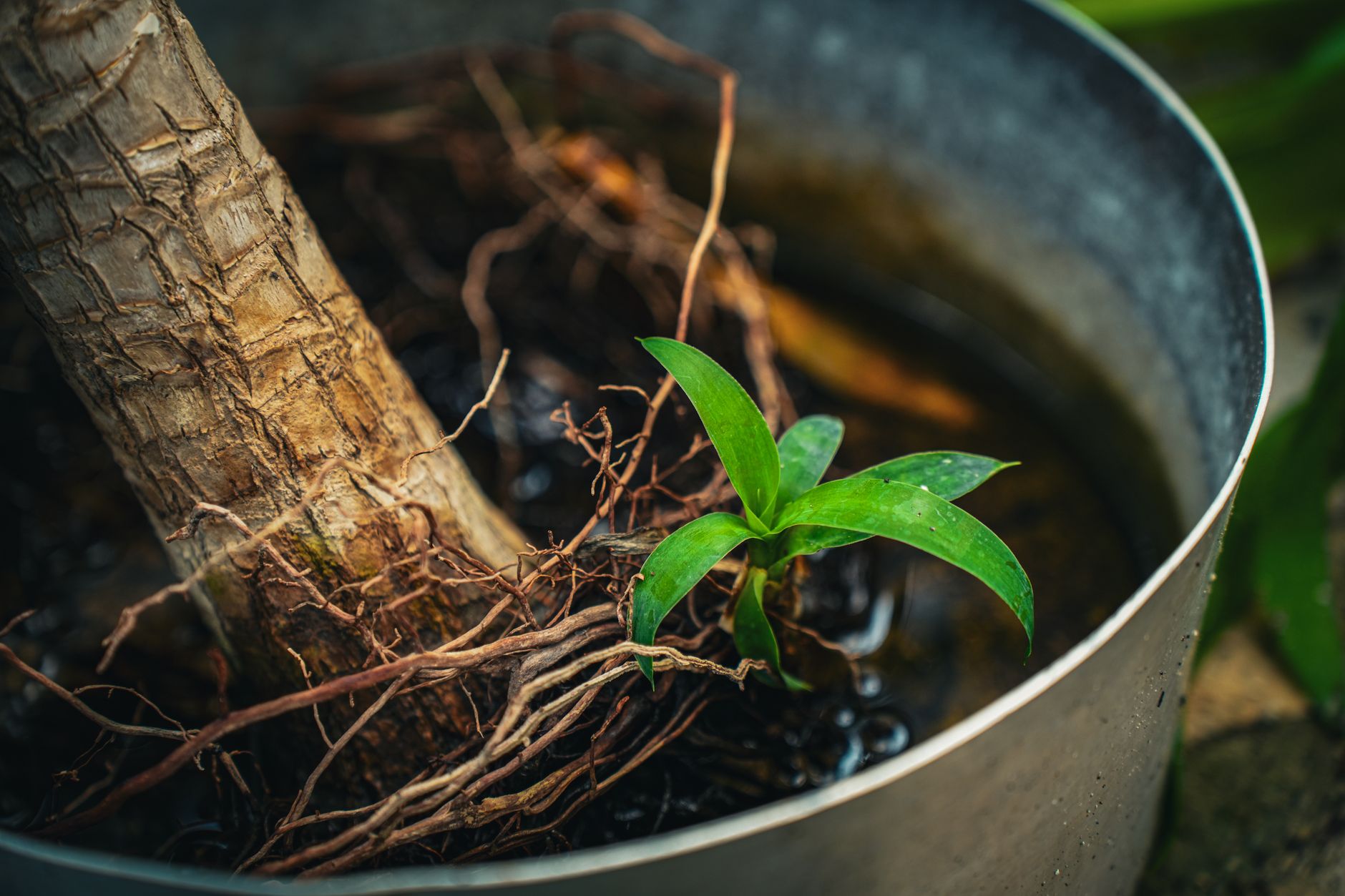 How to Grow Root Beer Plants at Home: A Complete Guide