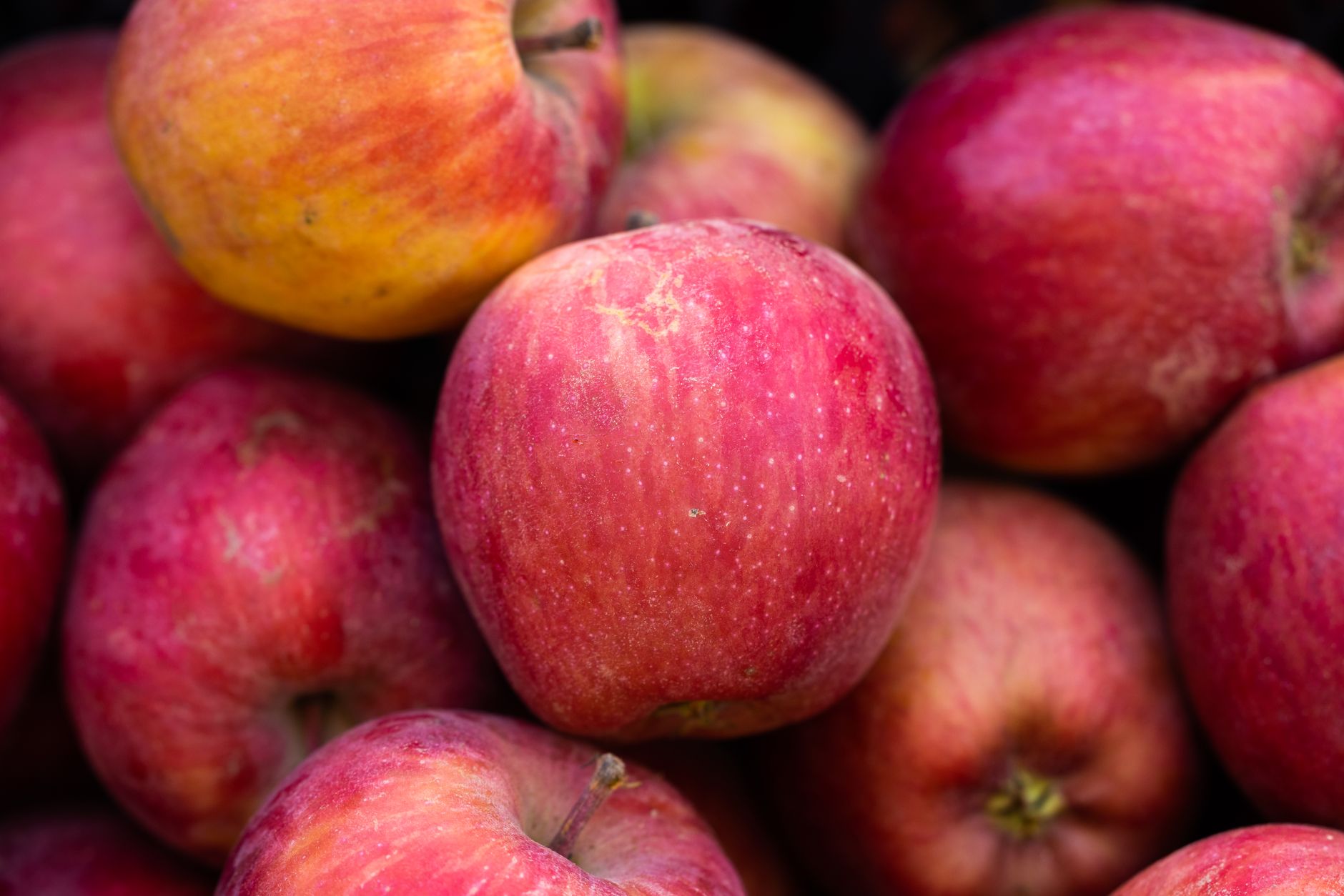 Honeycrisp vs Cosmic Crisp: Which Apple Suits Your Taste and Kitchen?