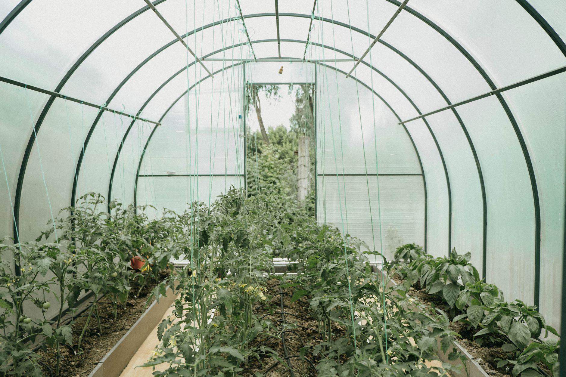 Indoor Vegetable Gardening: Easy Veggies to Grow at Home