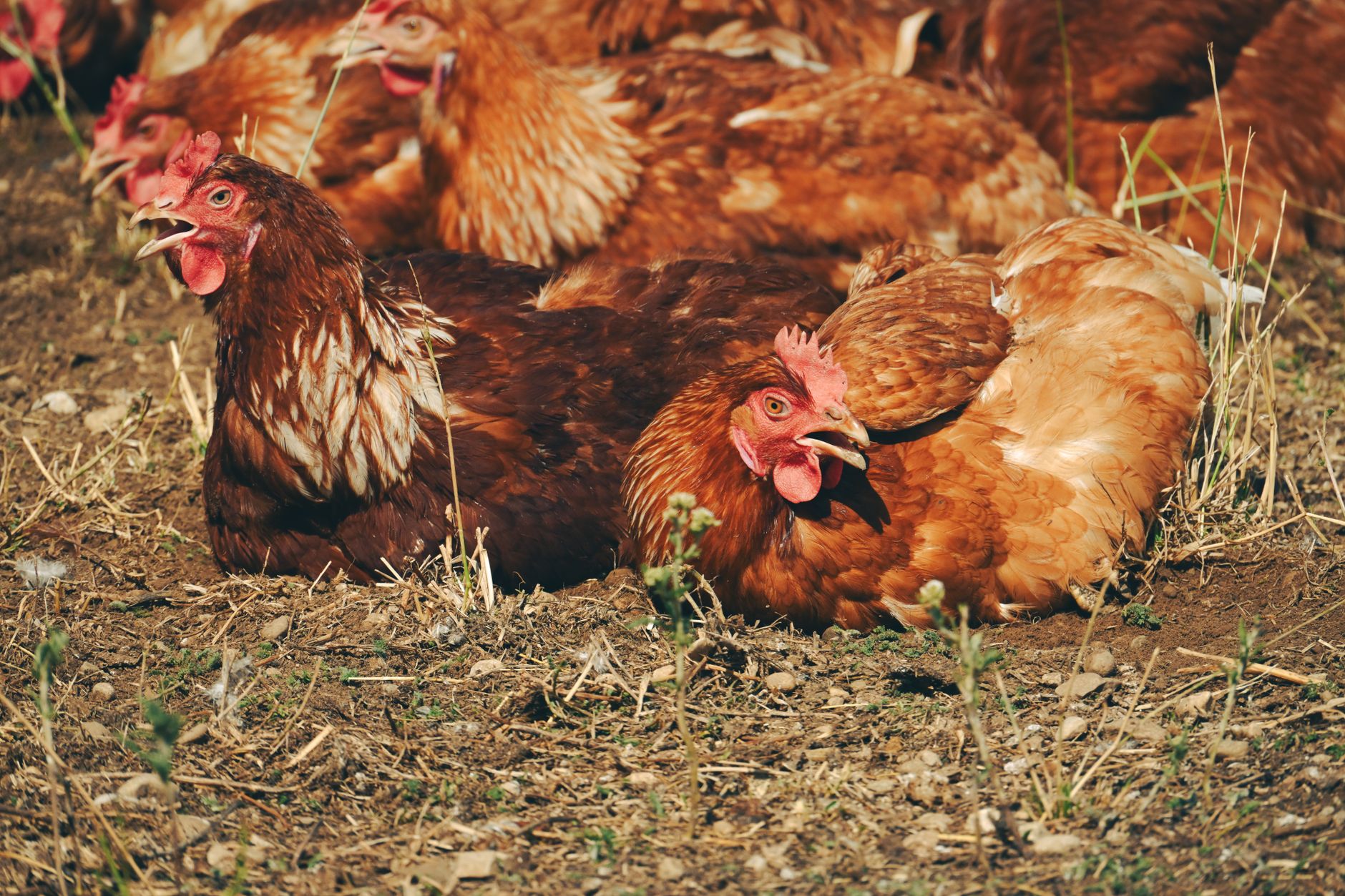Juicier Chicken: How Banana Peels Boost Moisture Perfectly