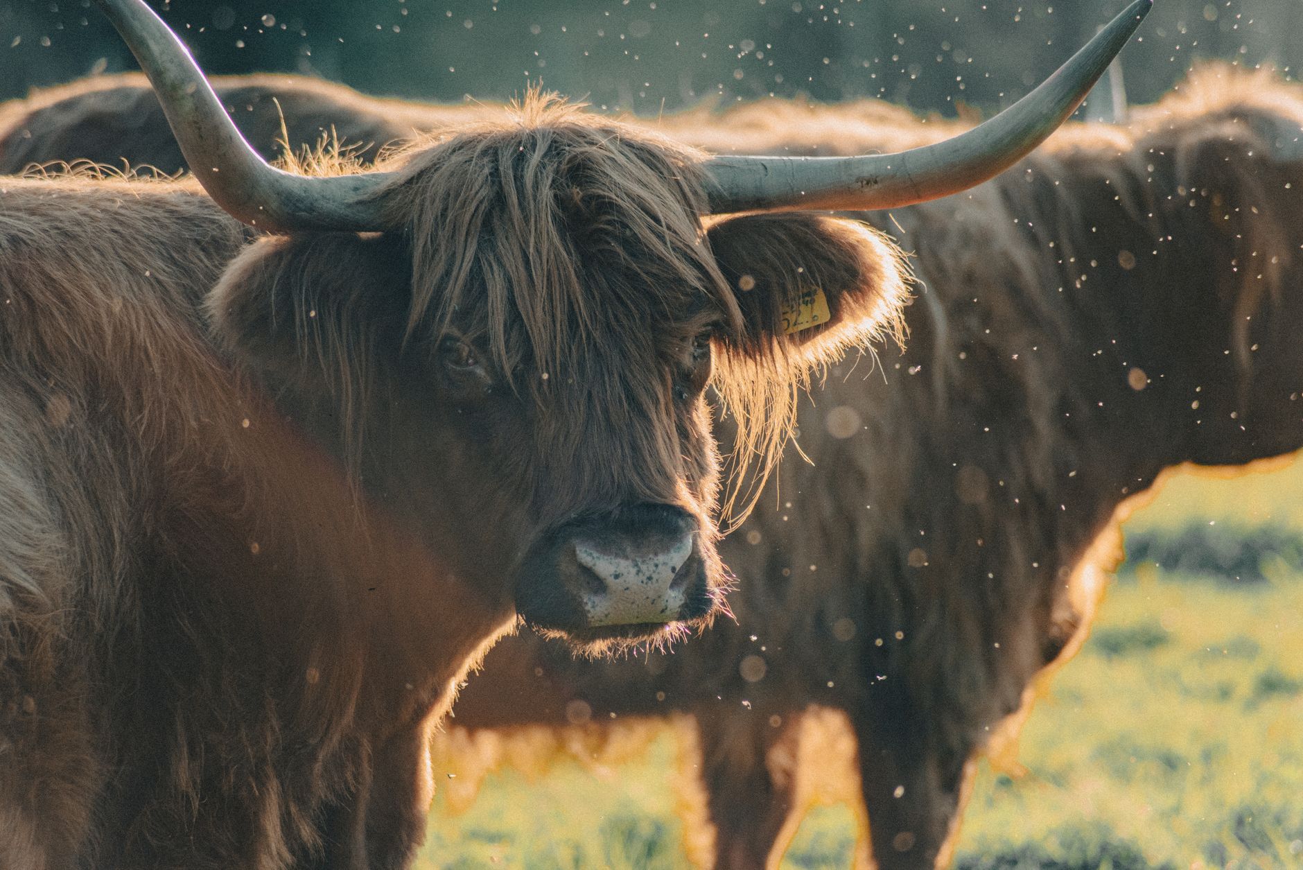 Longhorn-Style Cheese: What Makes It Unique and Halal-Friendly